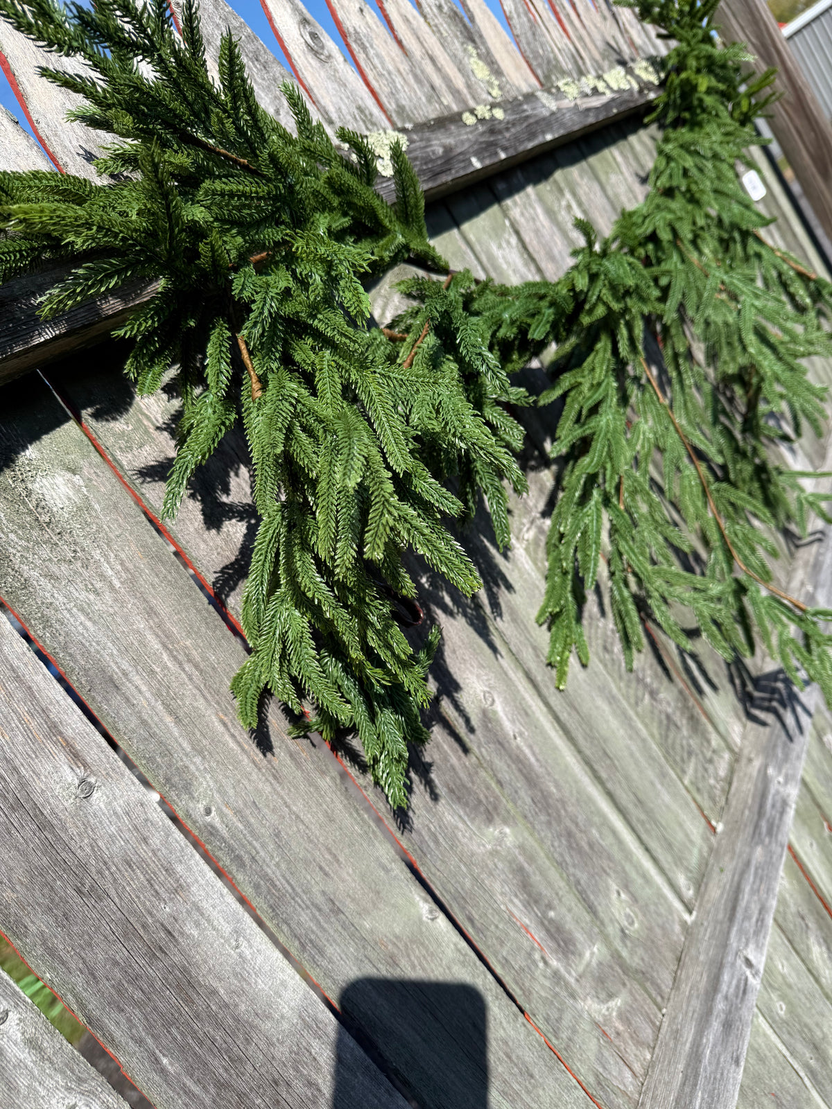 Draping Garland, 6', NORFOLK ISLAND PINE