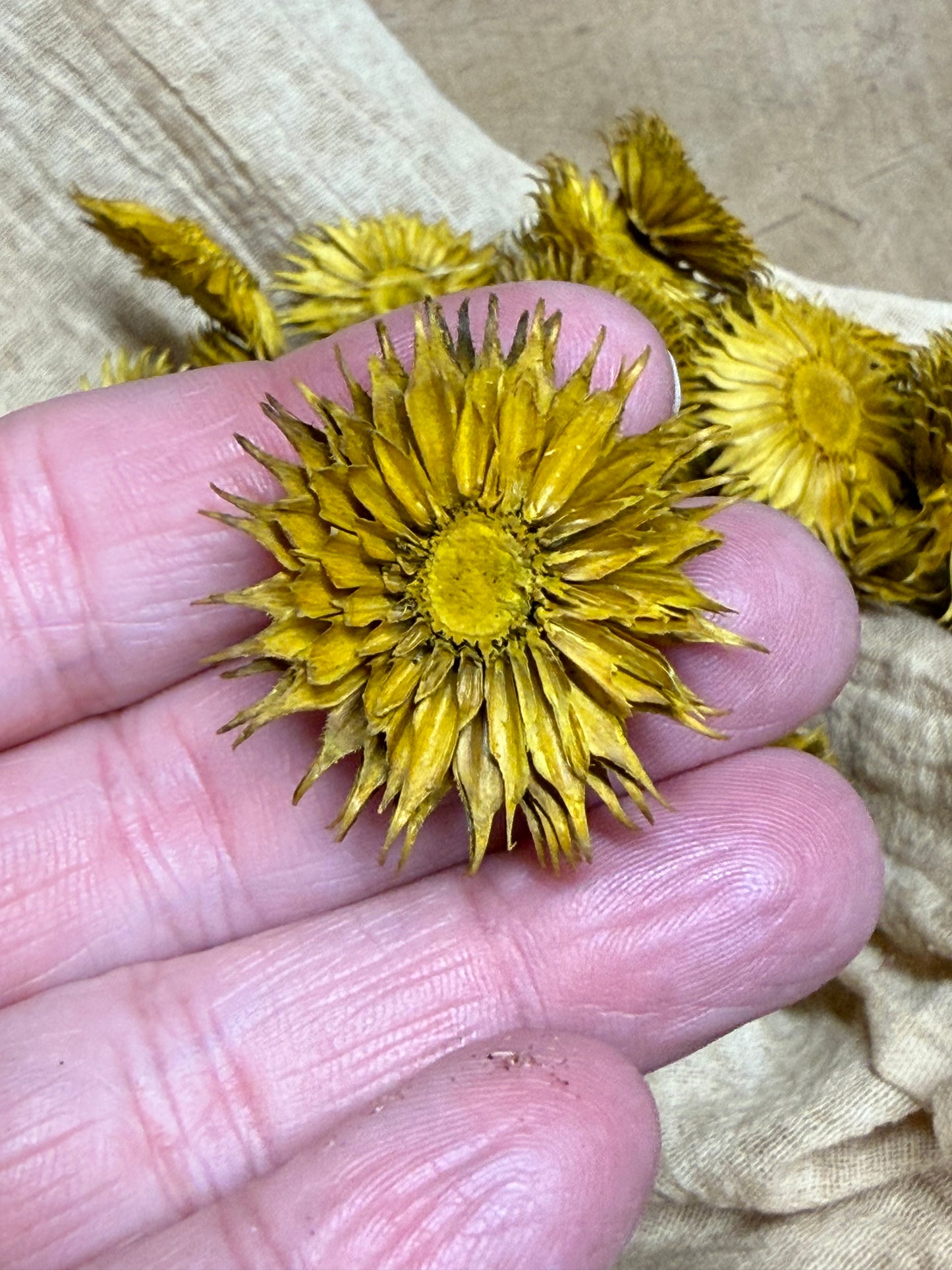 CORN FLOWER, 1 Ounce