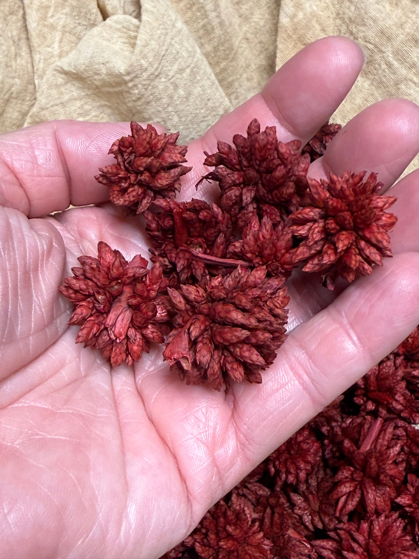 STAR FLOWER, 4 Ounce, Assorted
