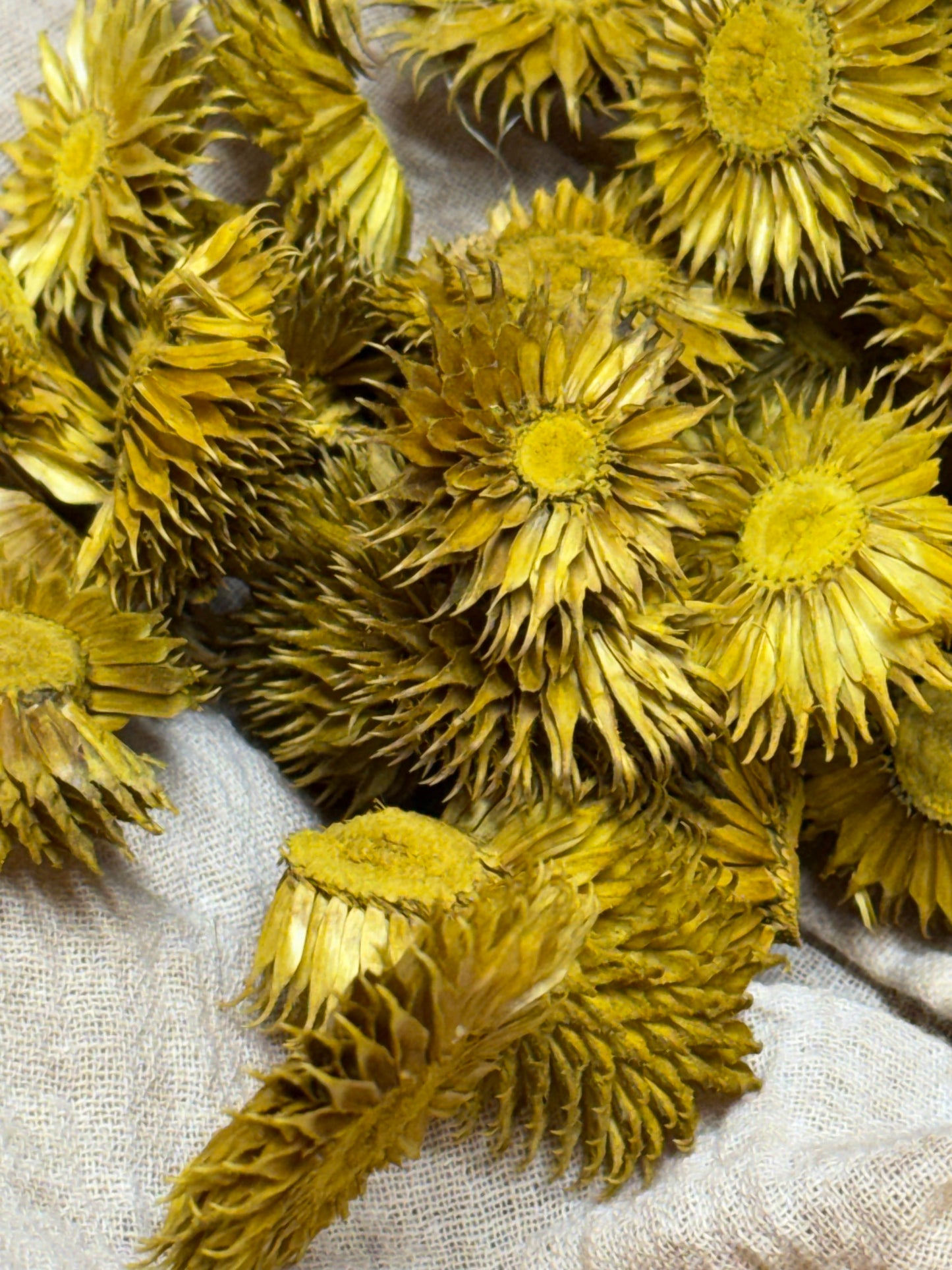 CORN FLOWER, 1 Ounce