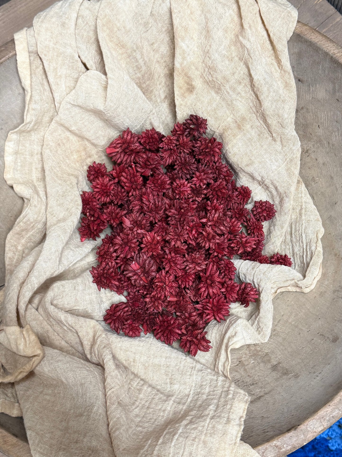 STAR FLOWER, 4 Ounce, Assorted