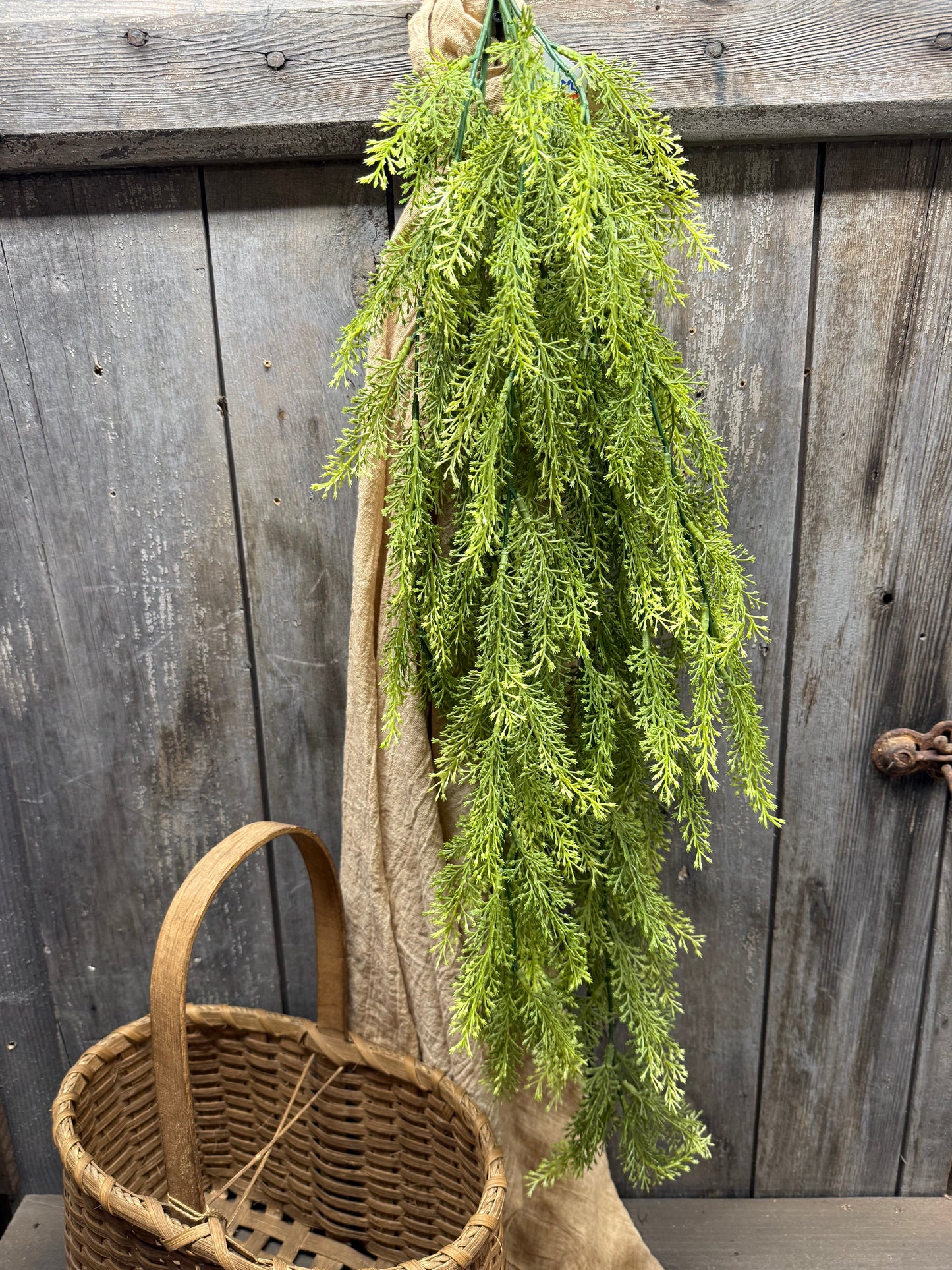 Hanging Bush, 36", SORGHUM