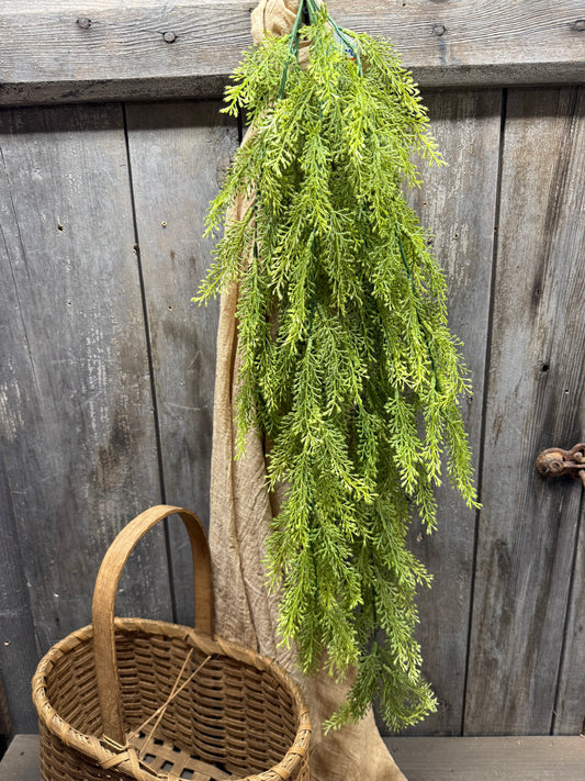 Hanging Bush, 36", SORGHUM