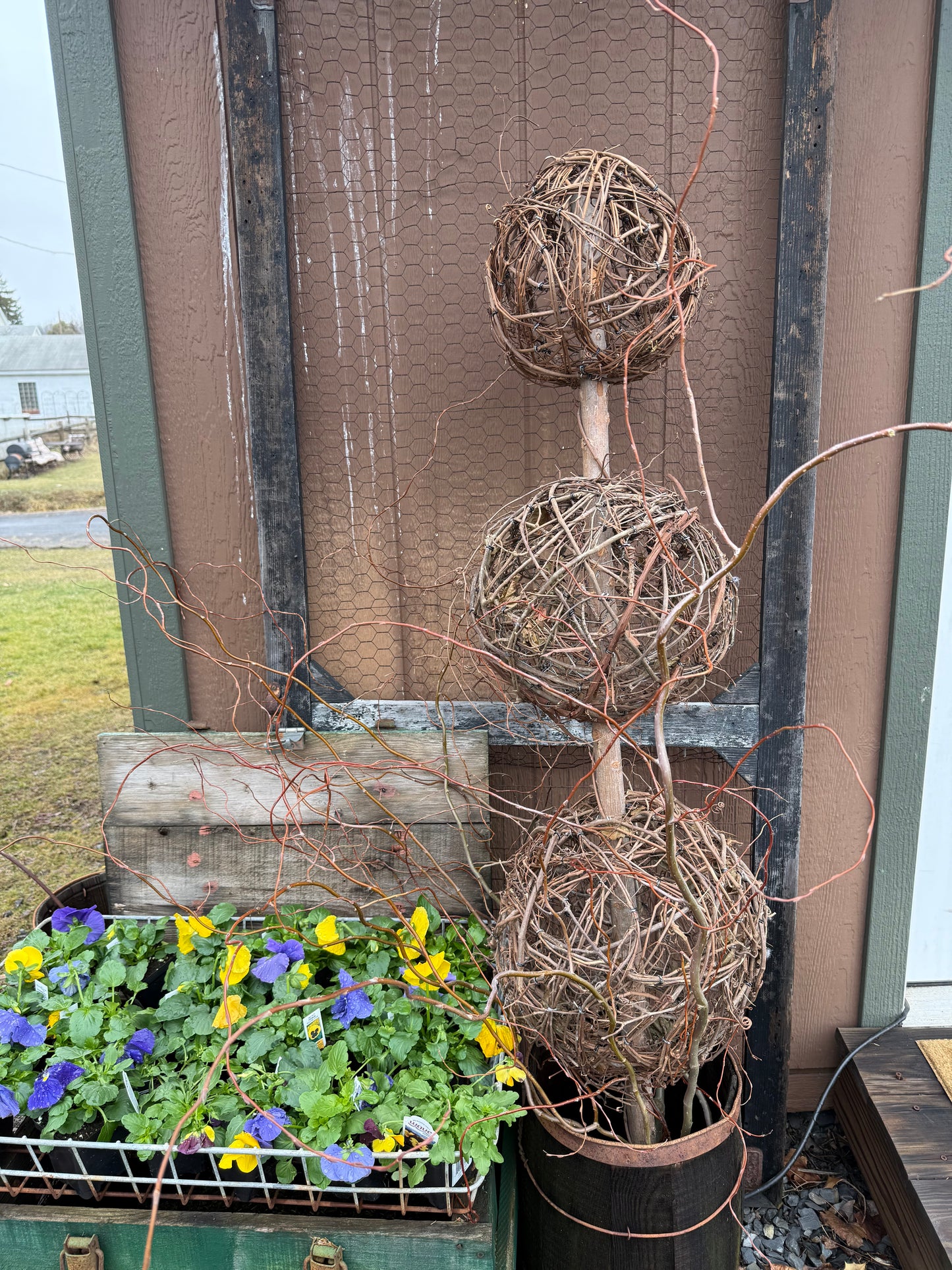 TOPIARY, Small Vine, LOCAL PICK UP ONLY