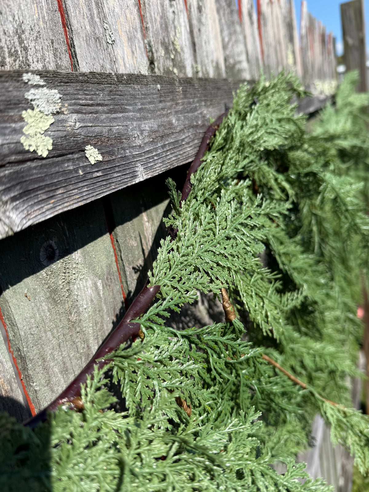 Mantel Garland, 6', CEDAR