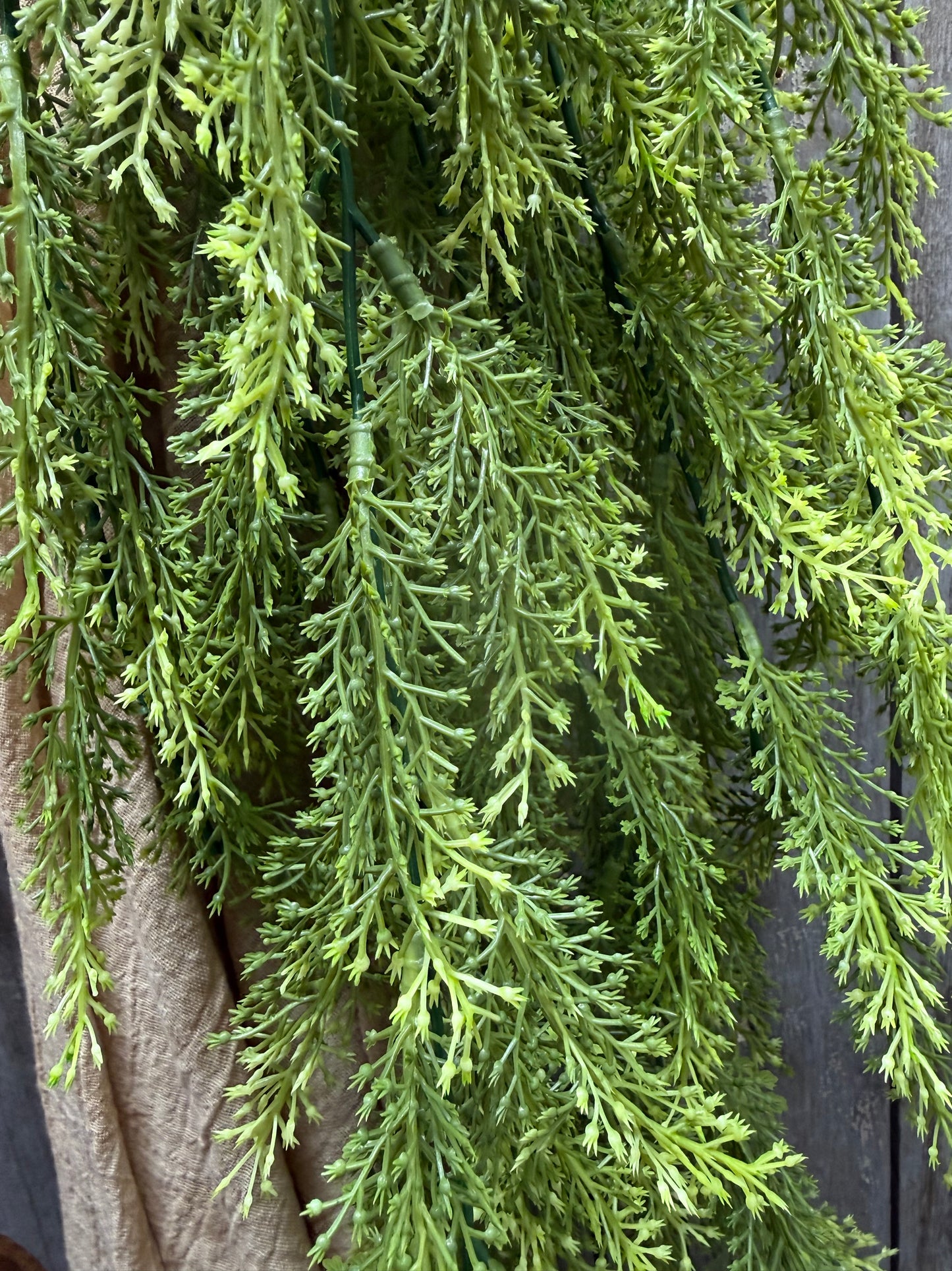 Hanging Bush, 36", SORGHUM