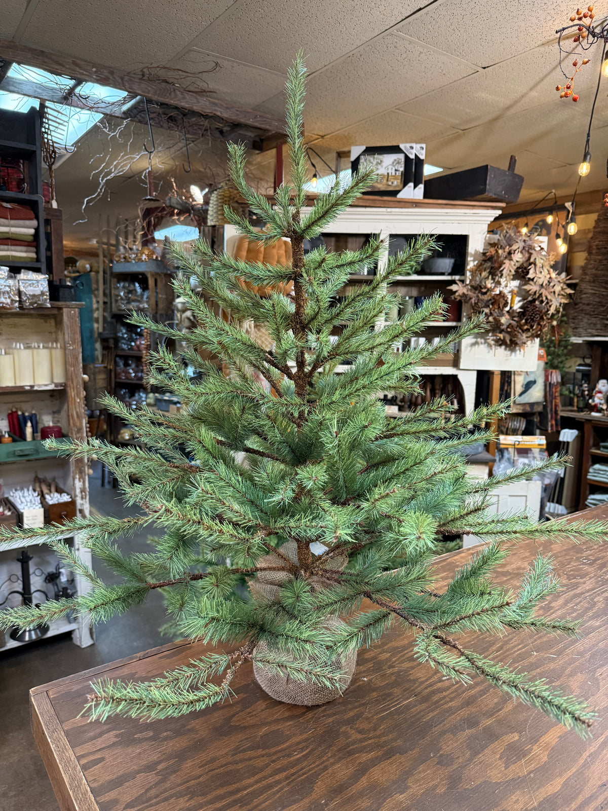 Tree, NORTH STAR FAT FIR