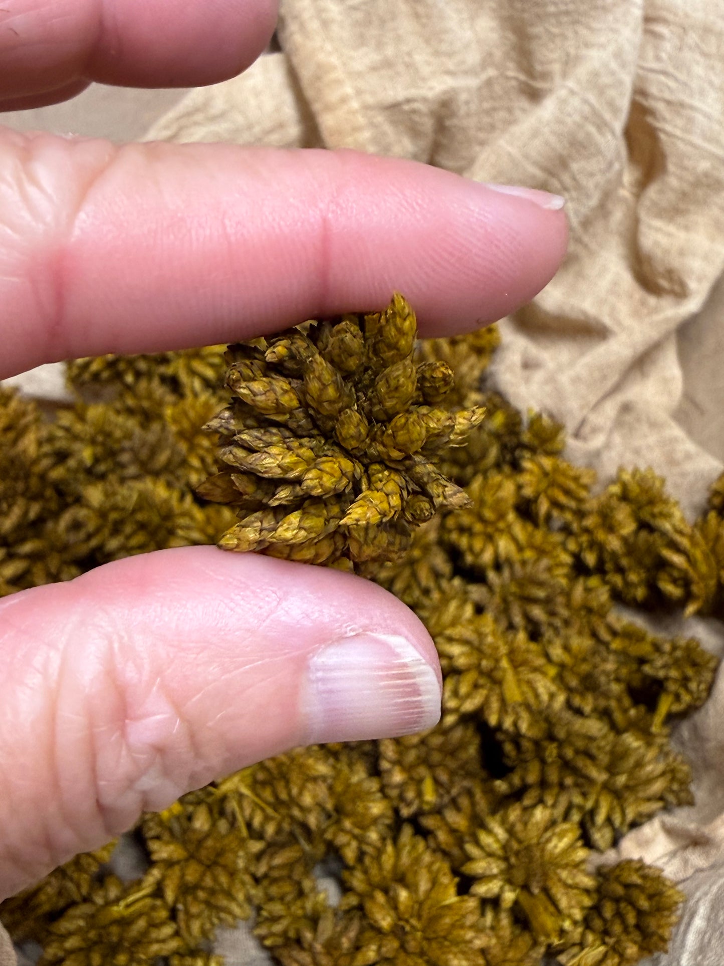 STAR FLOWER, 4 Ounce, Assorted
