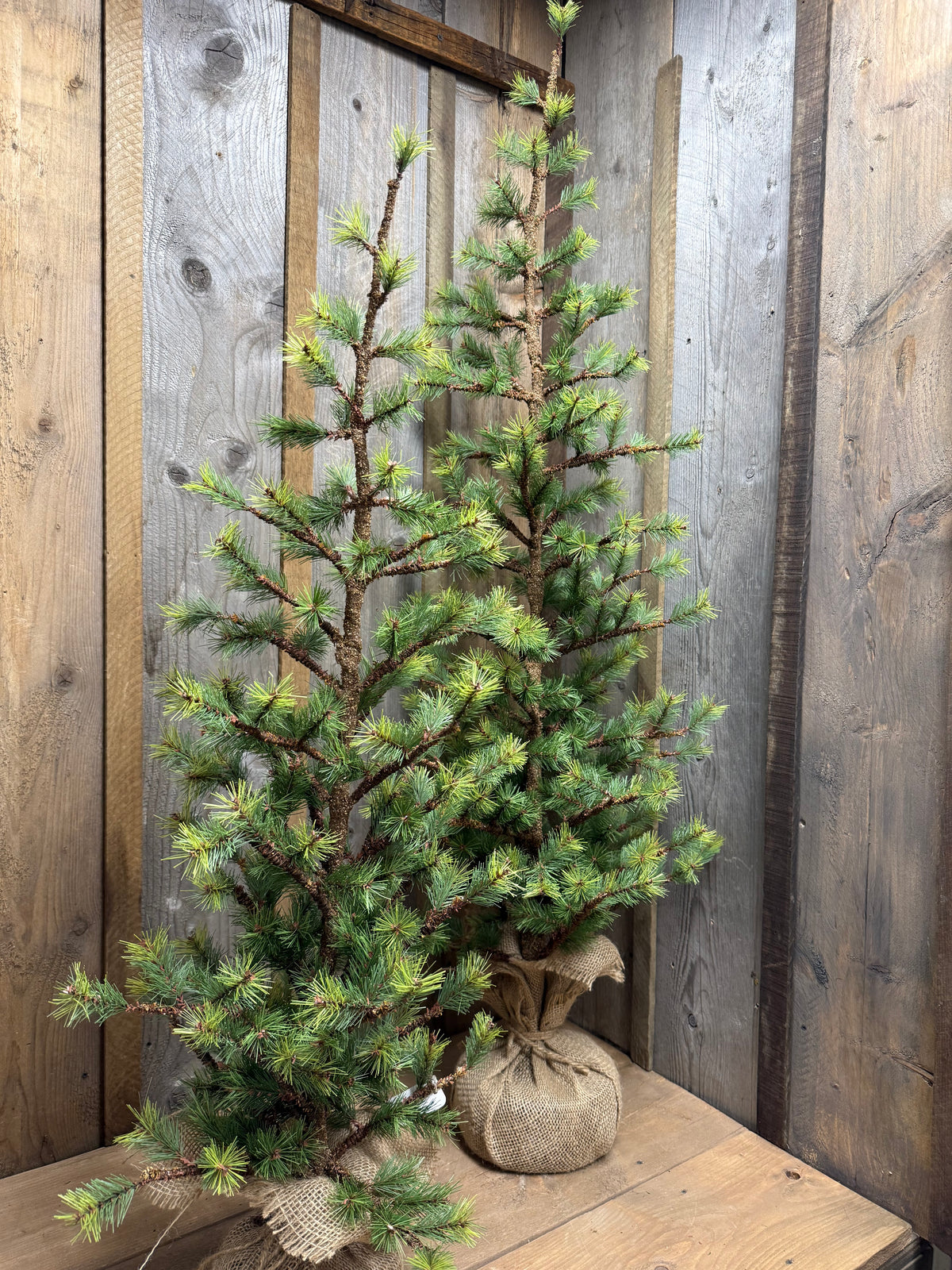 Tree, VERY SLIM TETON PINE