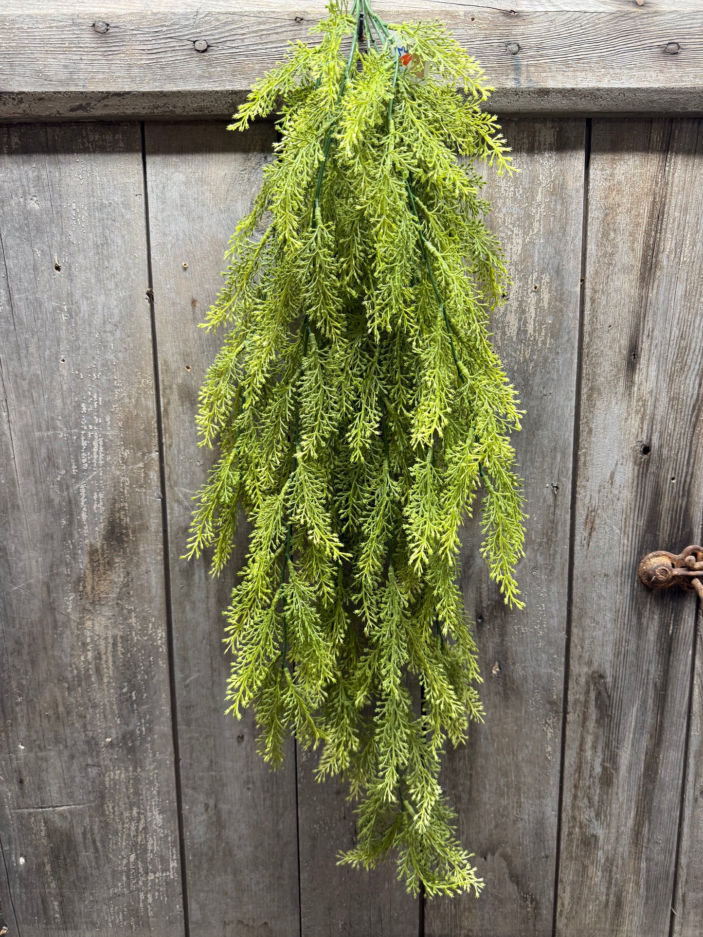 Hanging Bush, 36", SORGHUM