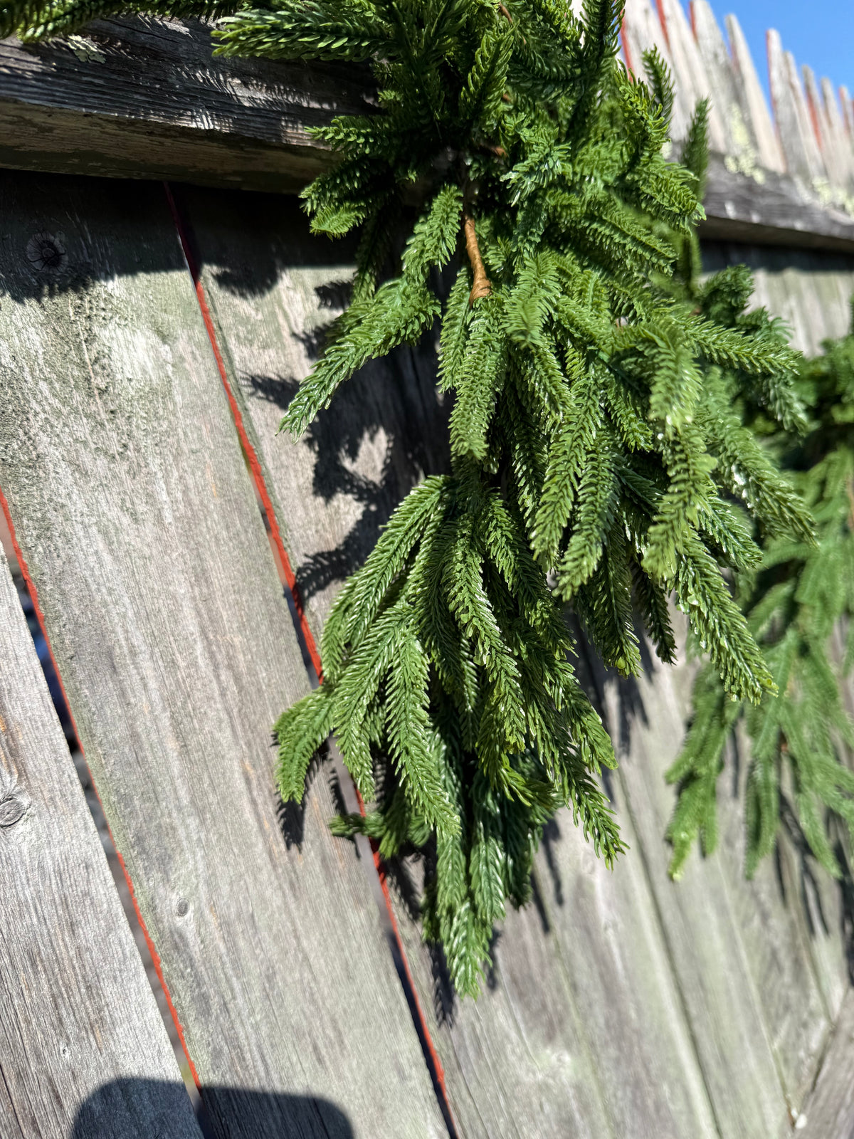 Draping Garland, 6', NORFOLK ISLAND PINE