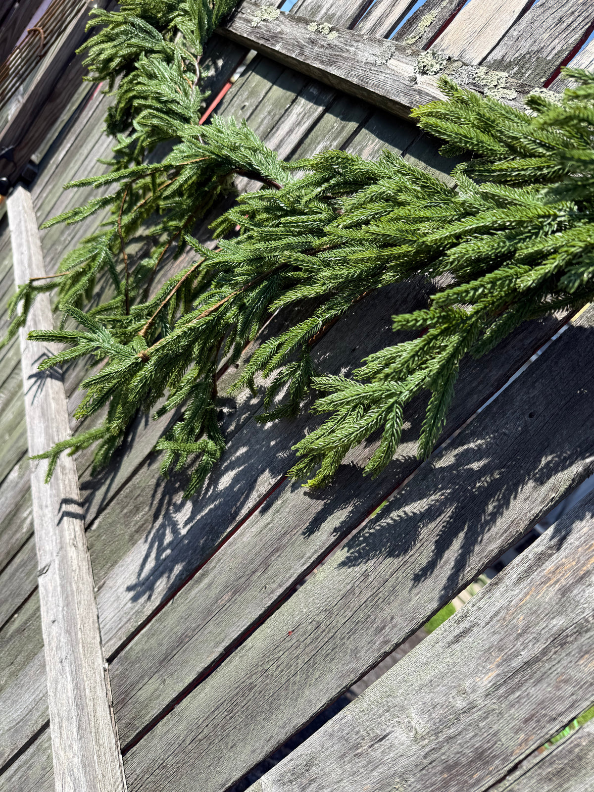 Draping Garland, 6', NORFOLK ISLAND PINE