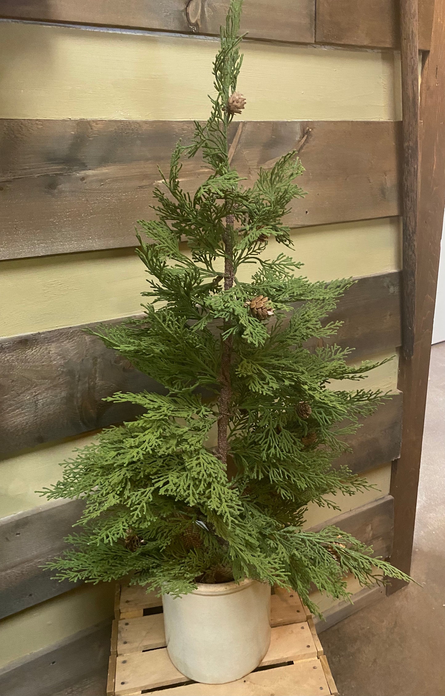 North Rim Hemlock, 3', TREE