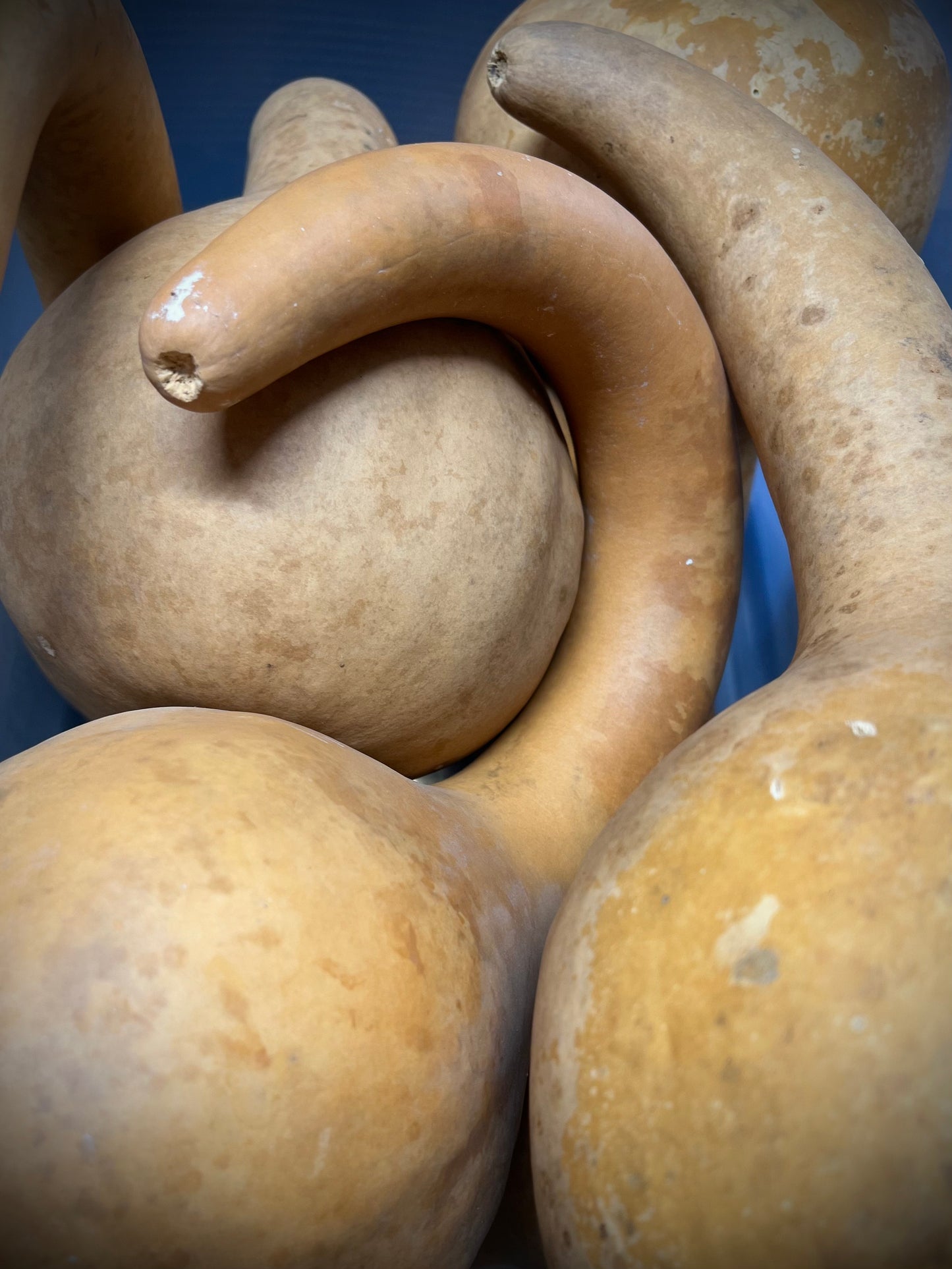 Gourd, Assorted, CURLY DIPPER
