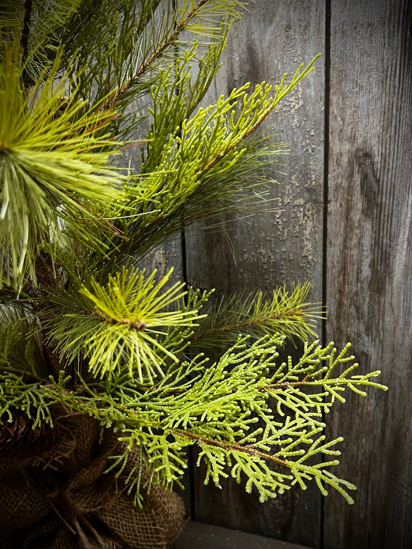 Tree, 24", STONE PINE HEMLOCK