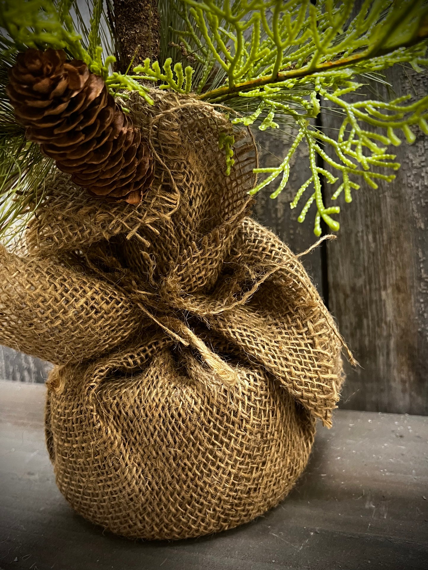 Tree, 24", STONE PINE HEMLOCK