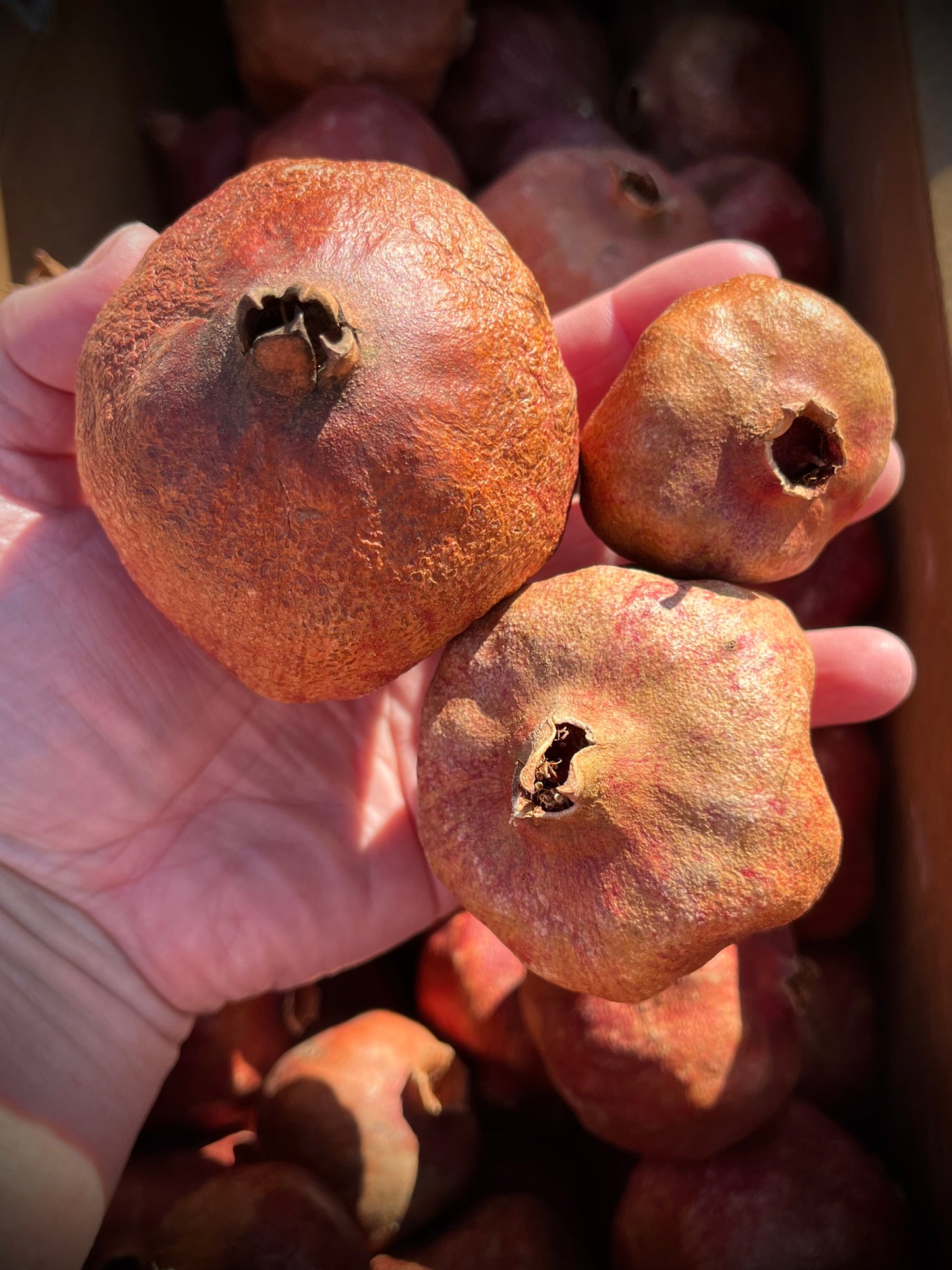 POMEGRANATES, Package/6, Dried, Natural