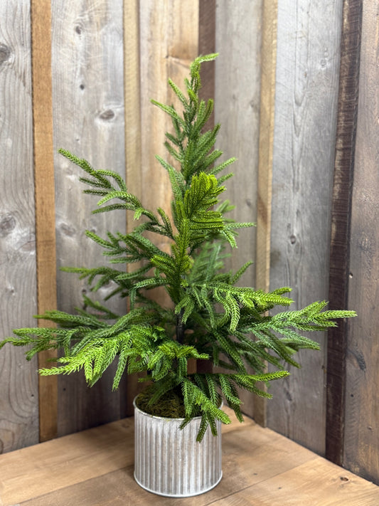 Tree, 28", Potted, NORFOLK PINE