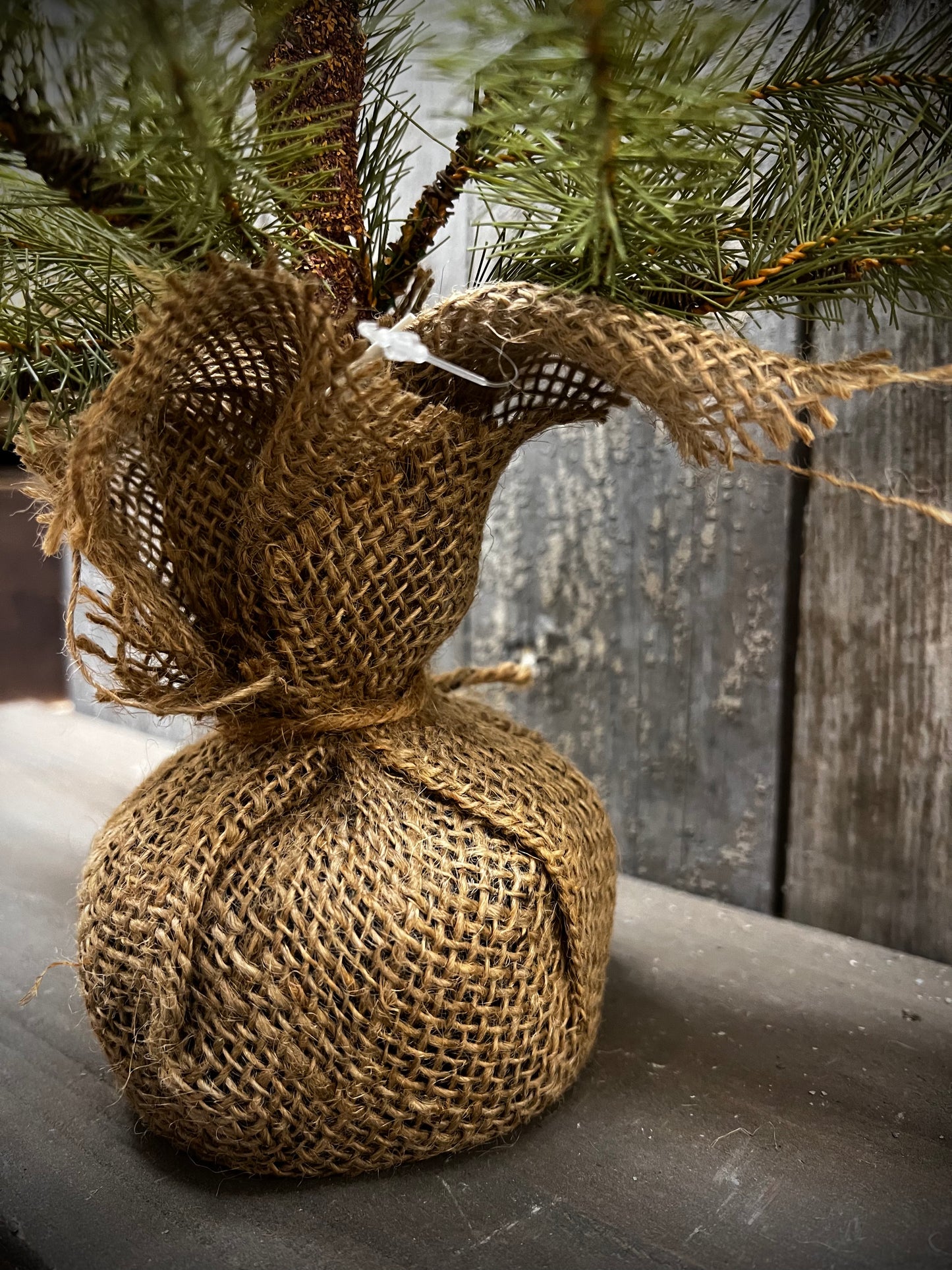 Tree, 24", GREENUP PINE W/ CONES