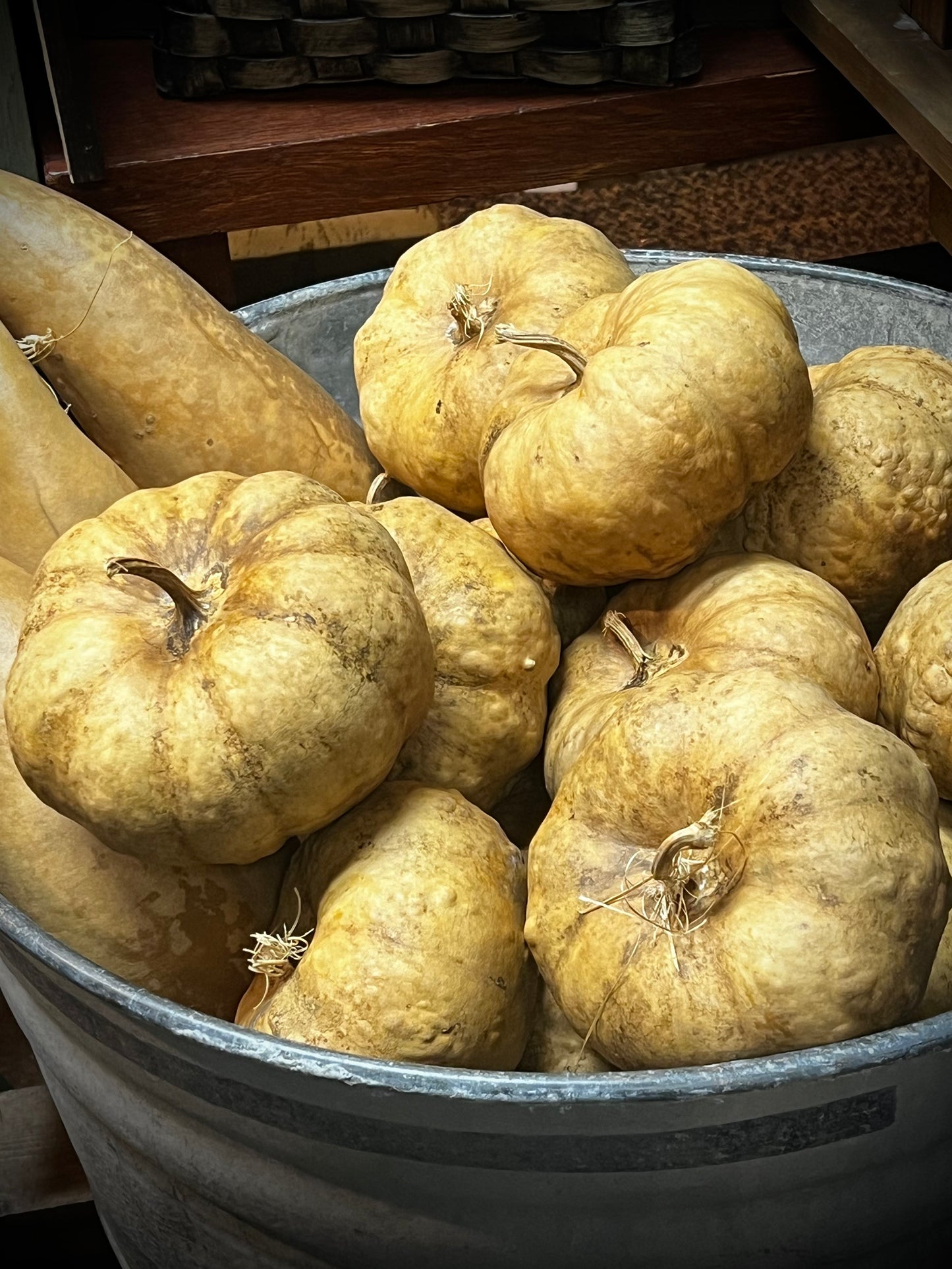 Gourd, Assorted,WARTY PUMPKIN