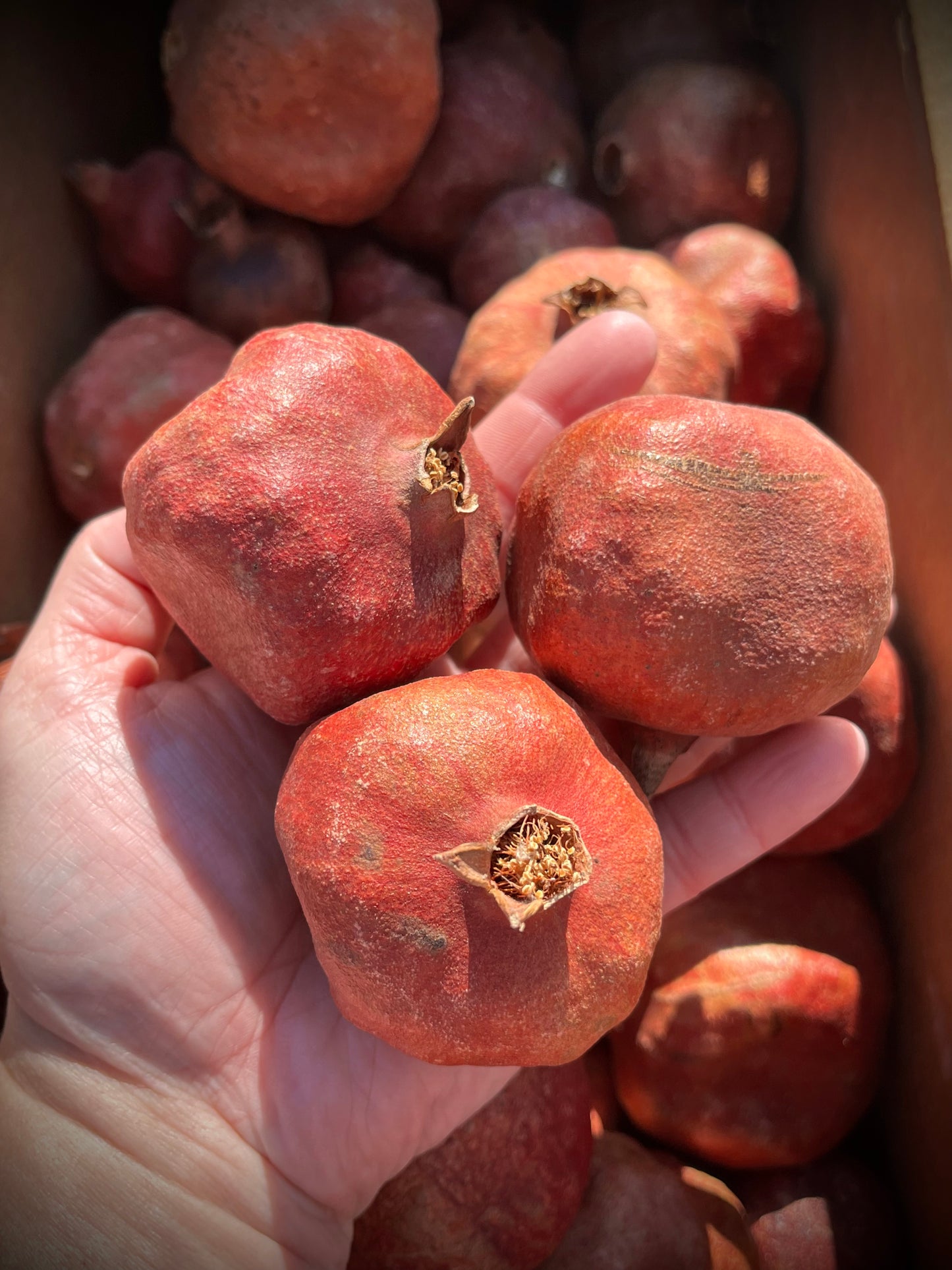 POMEGRANATES, Package/6, Dried, Natural