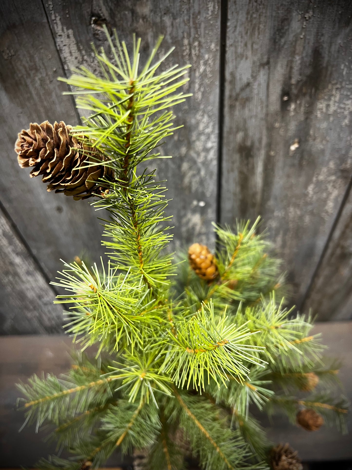 Tree, 18", GREENUP PINE W/ CONES