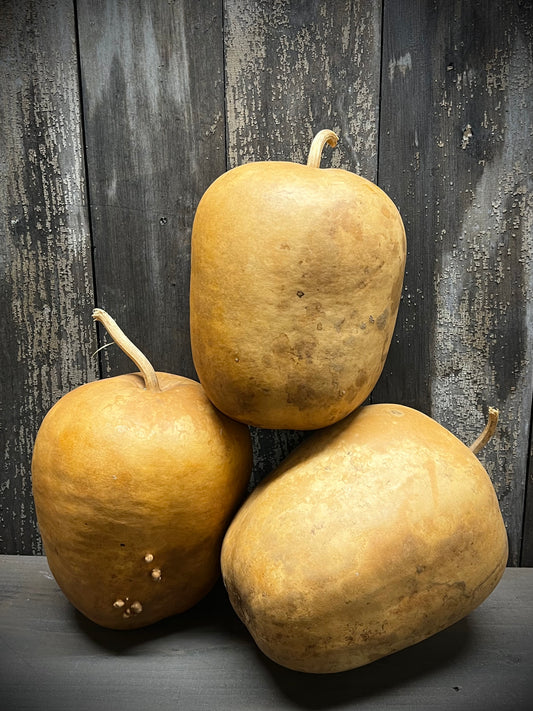 Gourd, Assorted, APPLE
