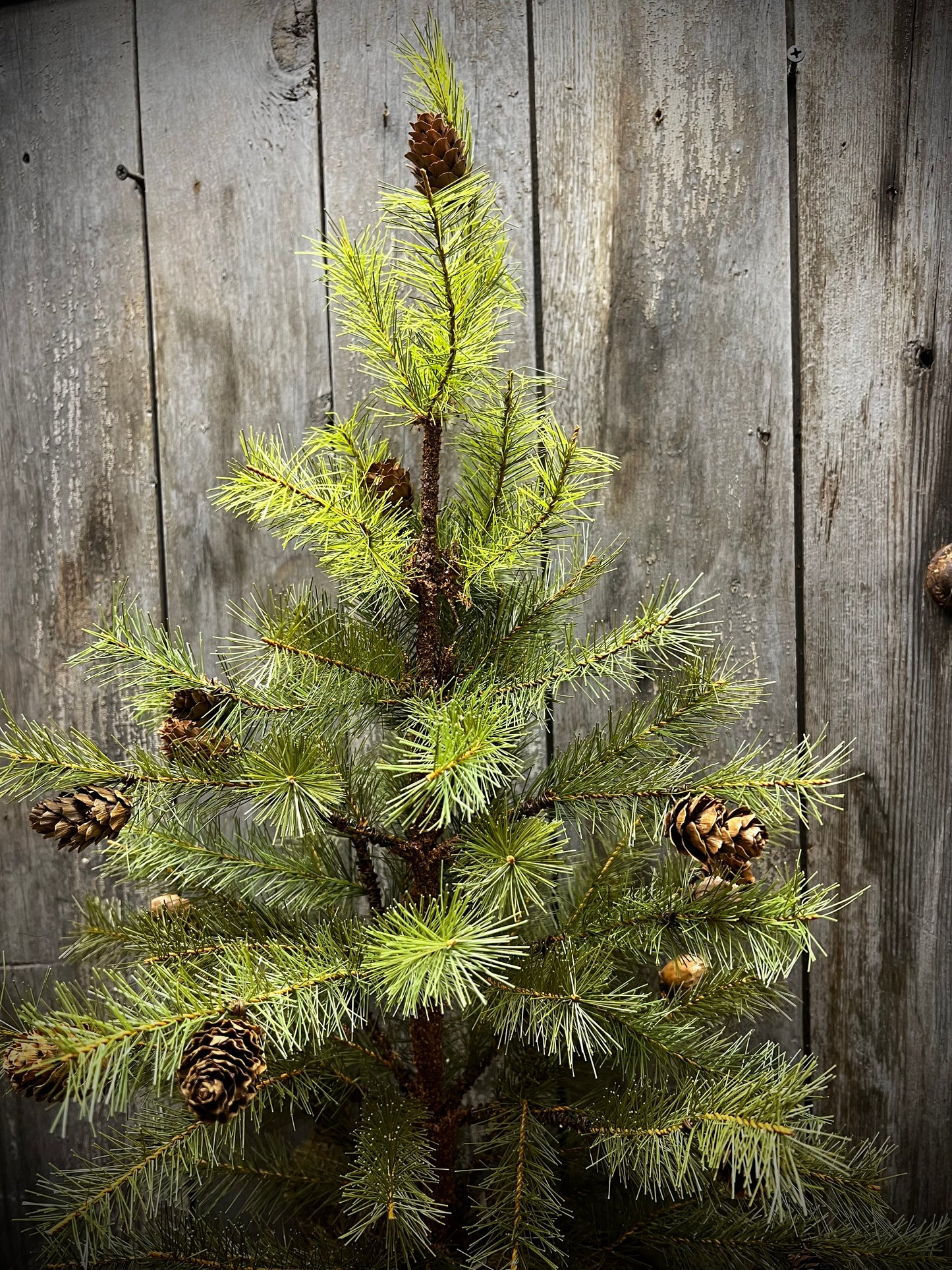 Tree, 24", GREENUP PINE W/ CONES