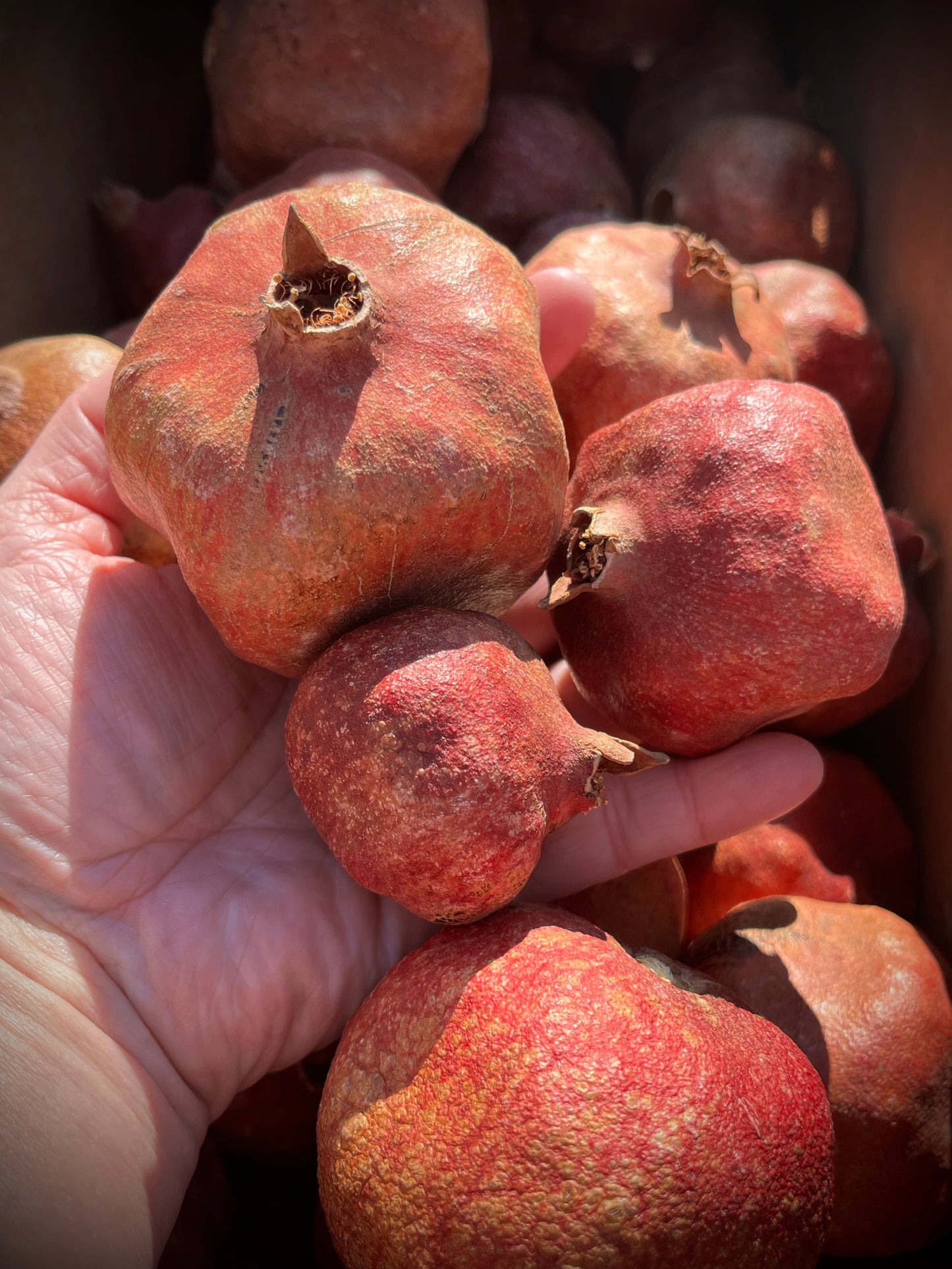 POMEGRANATES, Package/6, Dried, Natural