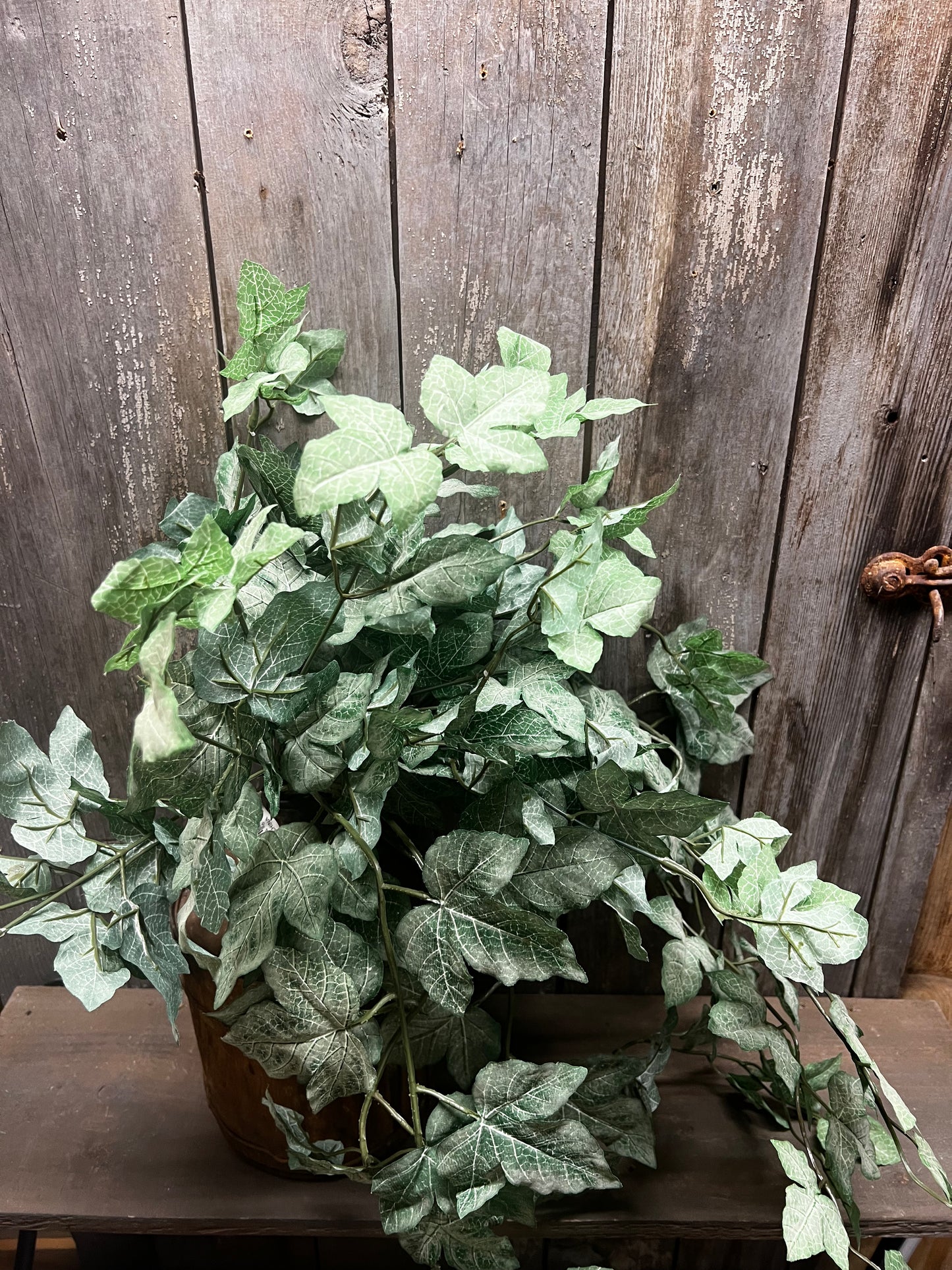 Bush, 27",  FROSTED MAPLE IVY