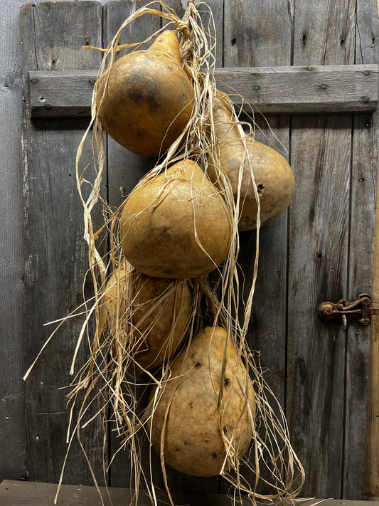 Gourd Bundle/5, 36", HANGING