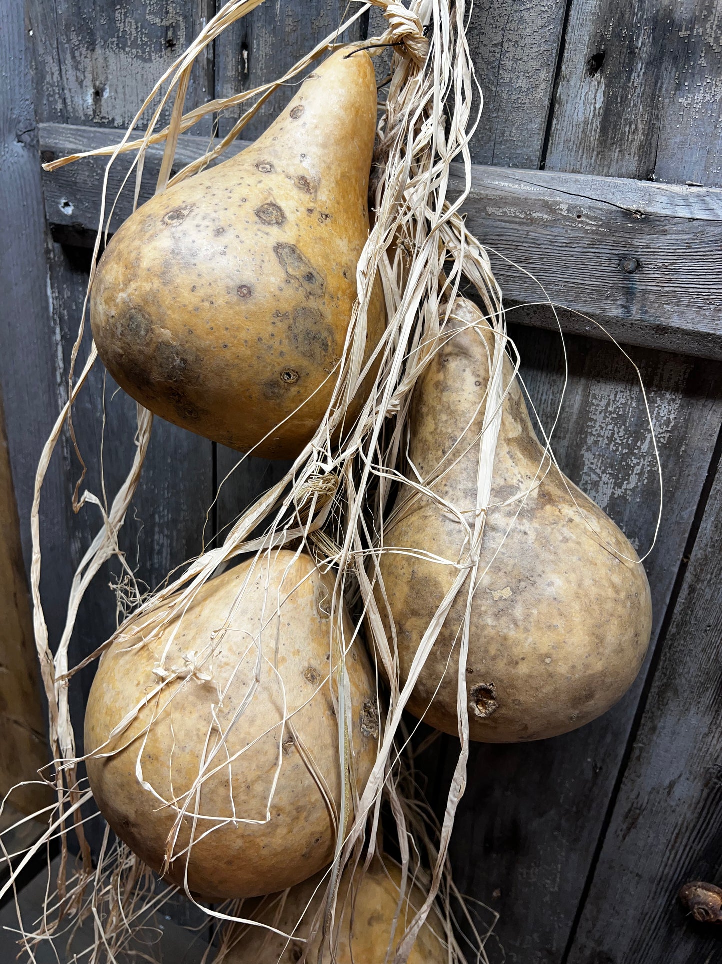 Gourd Bundle/5, 36", HANGING