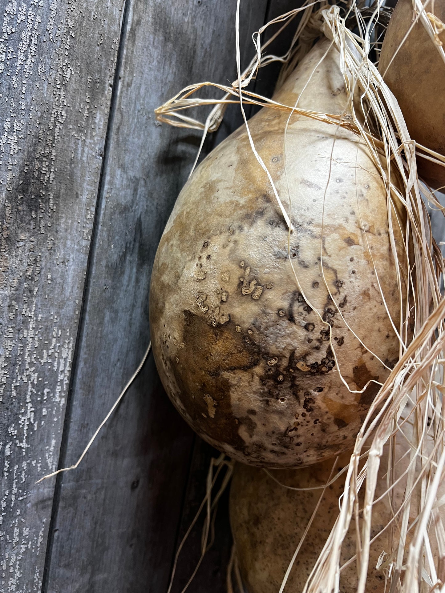 Gourd Bundle/5, 36", HANGING