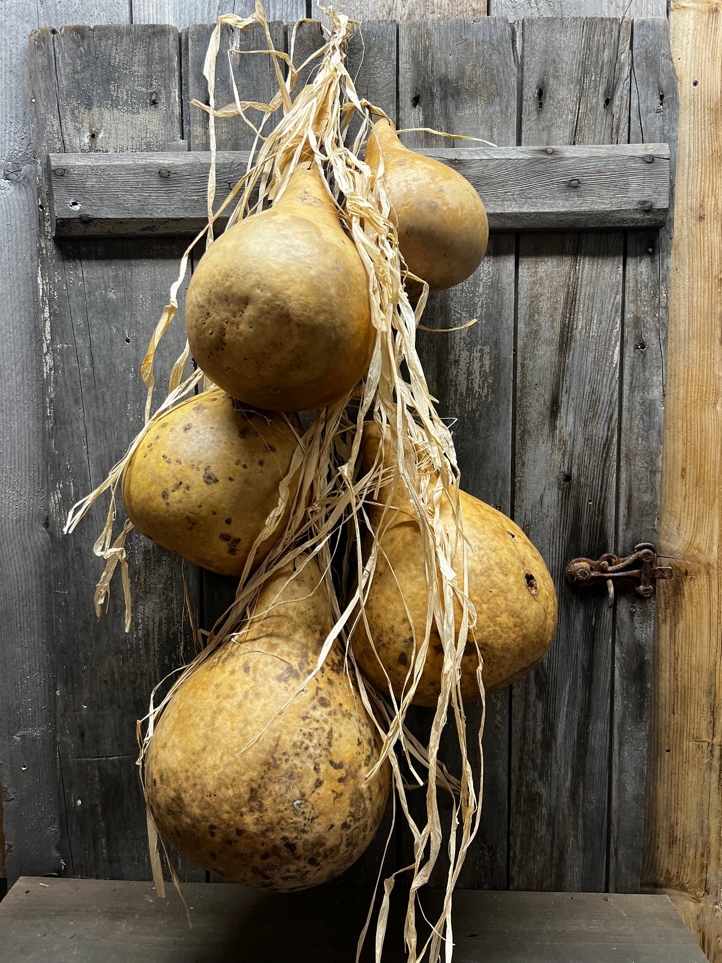 Gourd Bundle/5, 36", HANGING