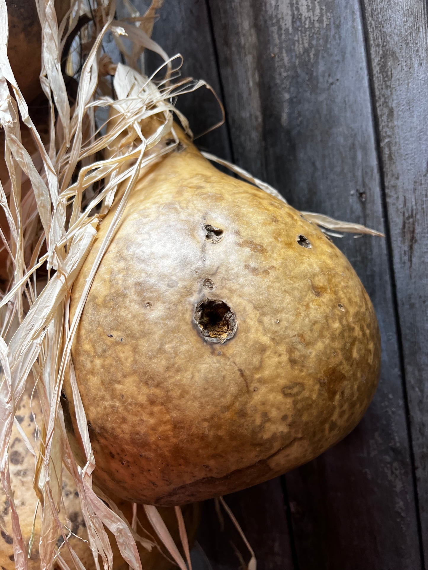 Gourd Bundle/5, 36", HANGING