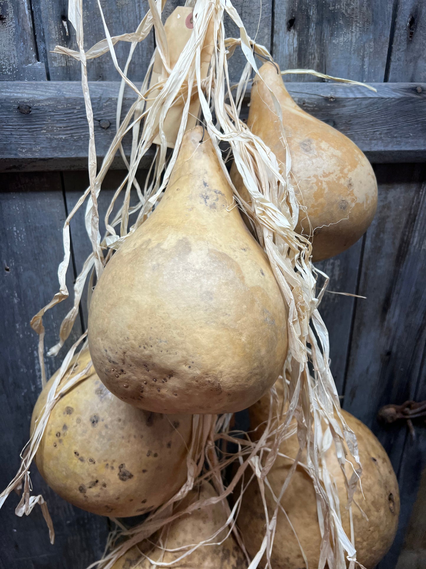 Gourd Bundle/5, 36", HANGING