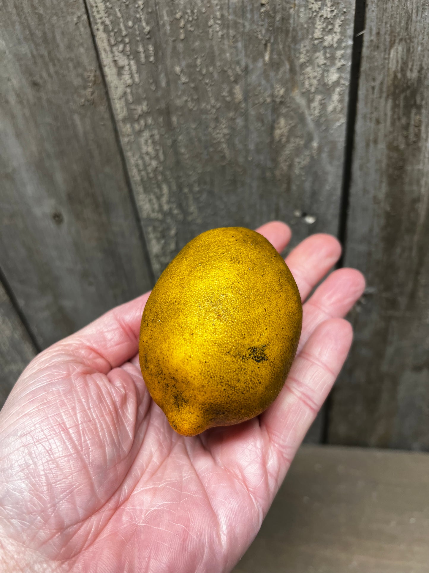 Lemon, GRUNGY