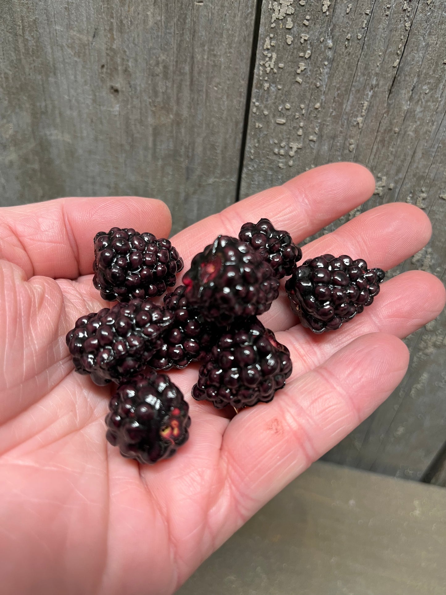 Blackberries (Faux)