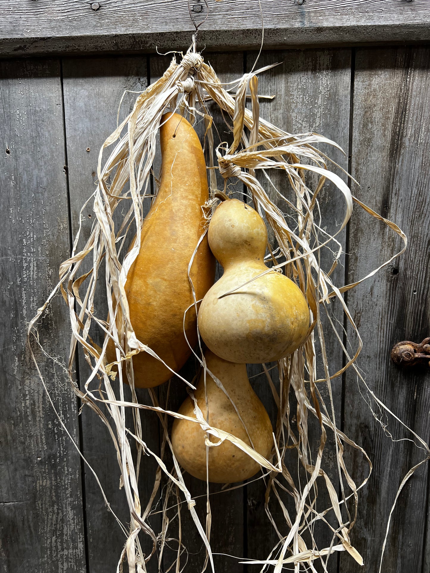 Gourd Bundle, 22", ASSORTED