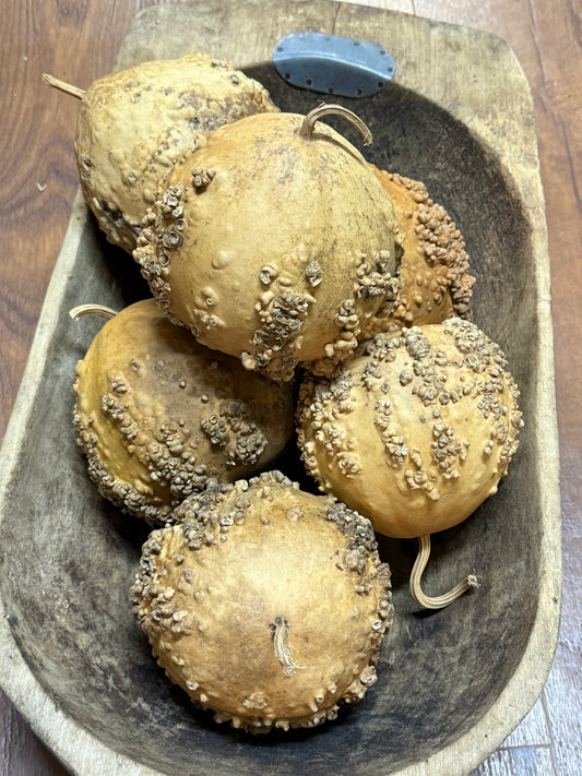 Gourd, Assorted, WARTY