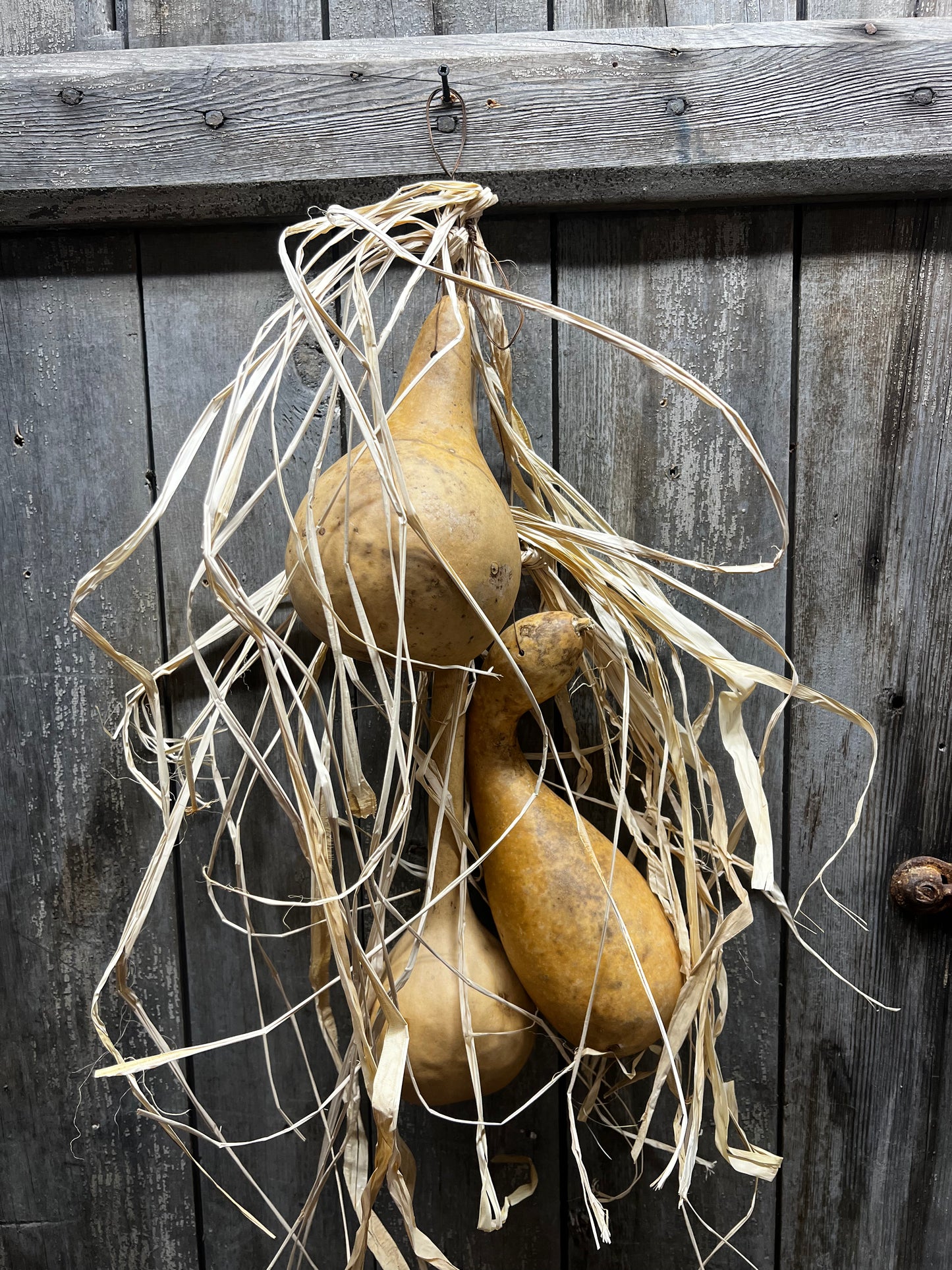 Gourd Bundle/3, 20" HANGING