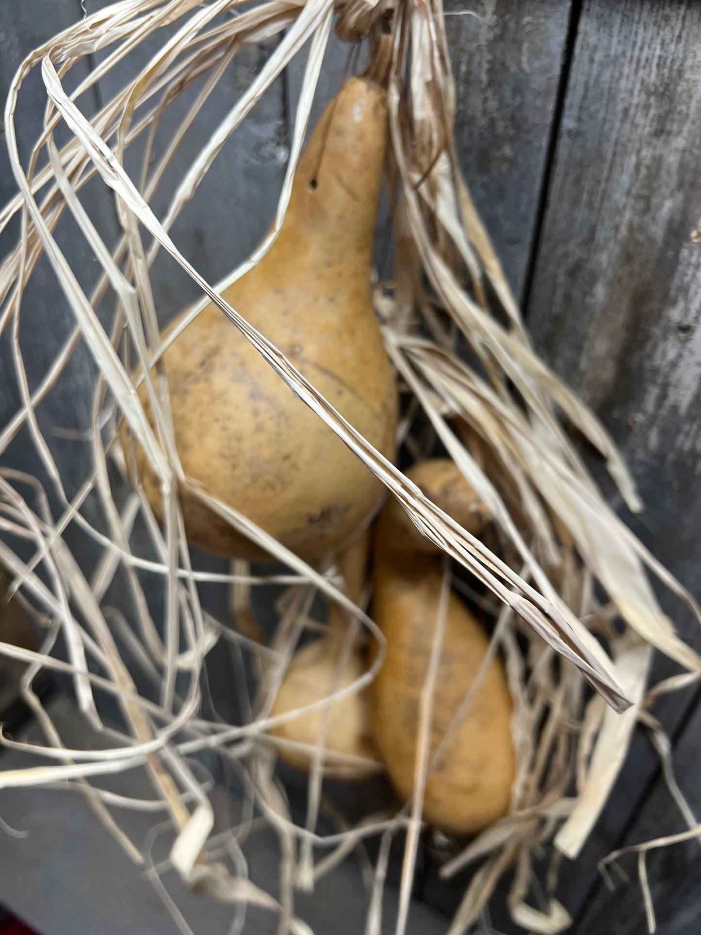 Gourd Bundle/3, 20" HANGING