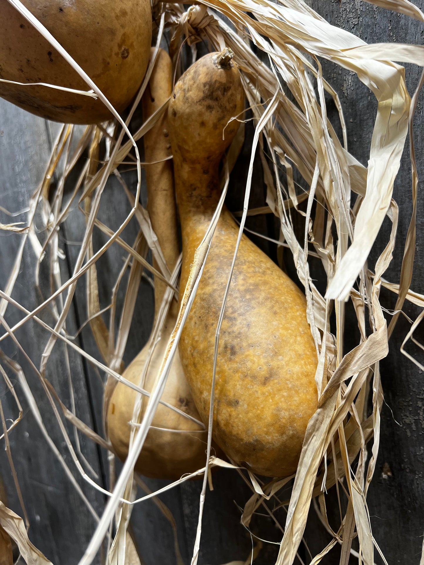 Gourd Bundle/3, 20" HANGING