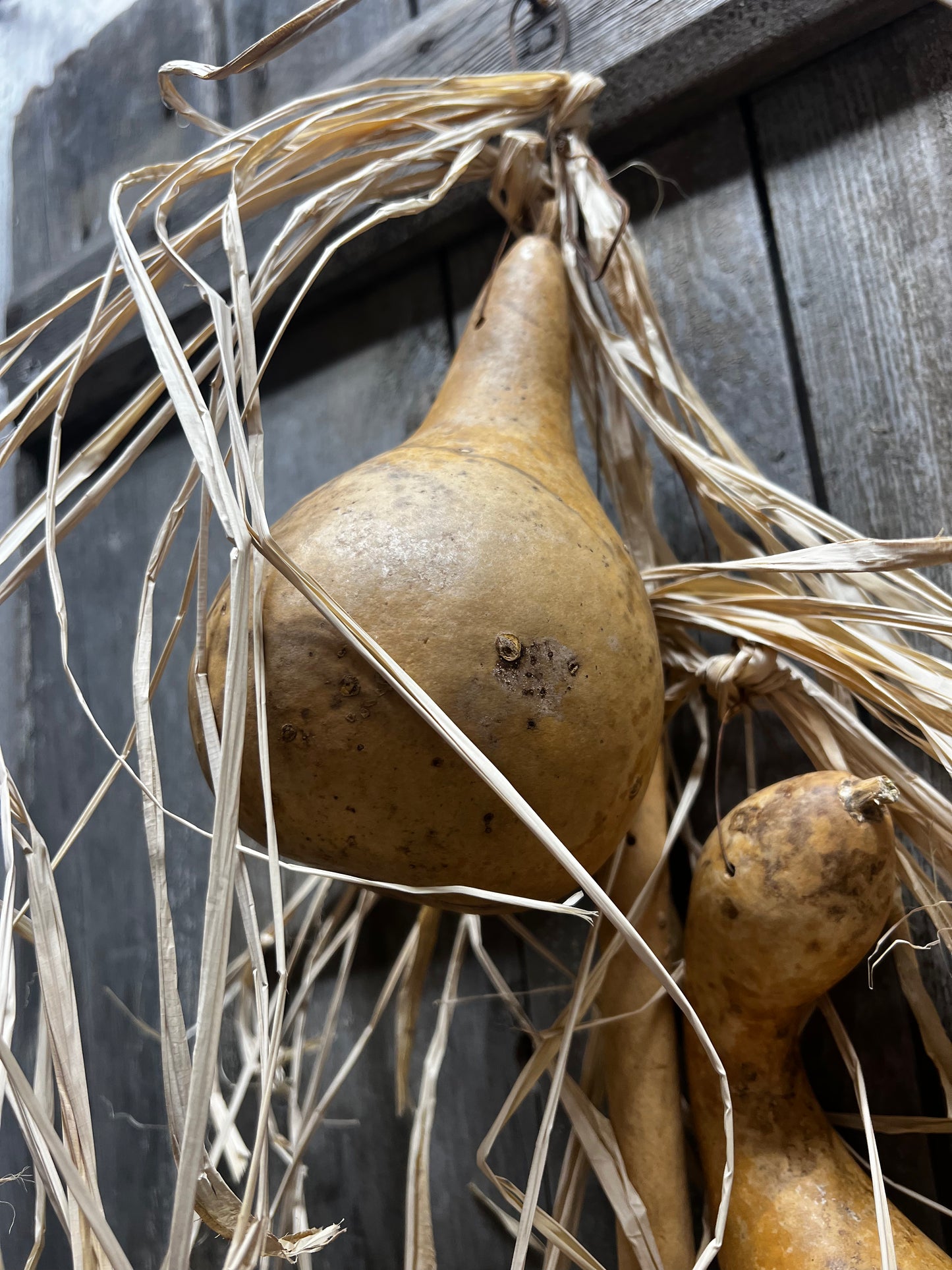 Gourd Bundle/3, 20" HANGING