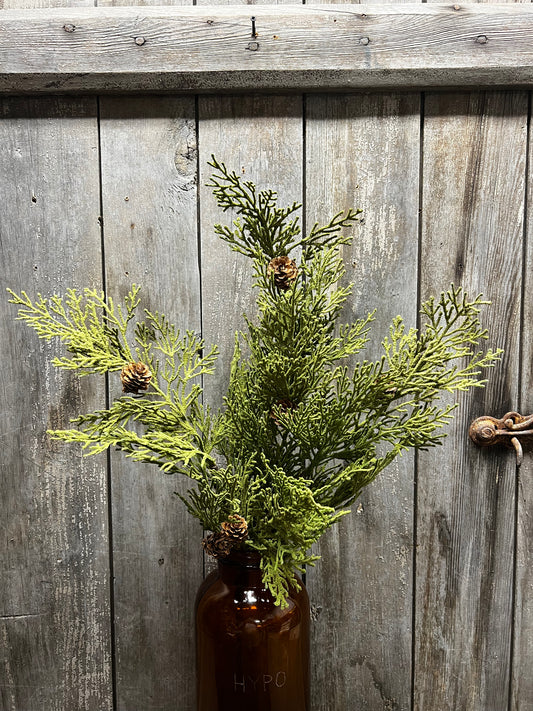 North Rim Hemlock, 22", BUSH