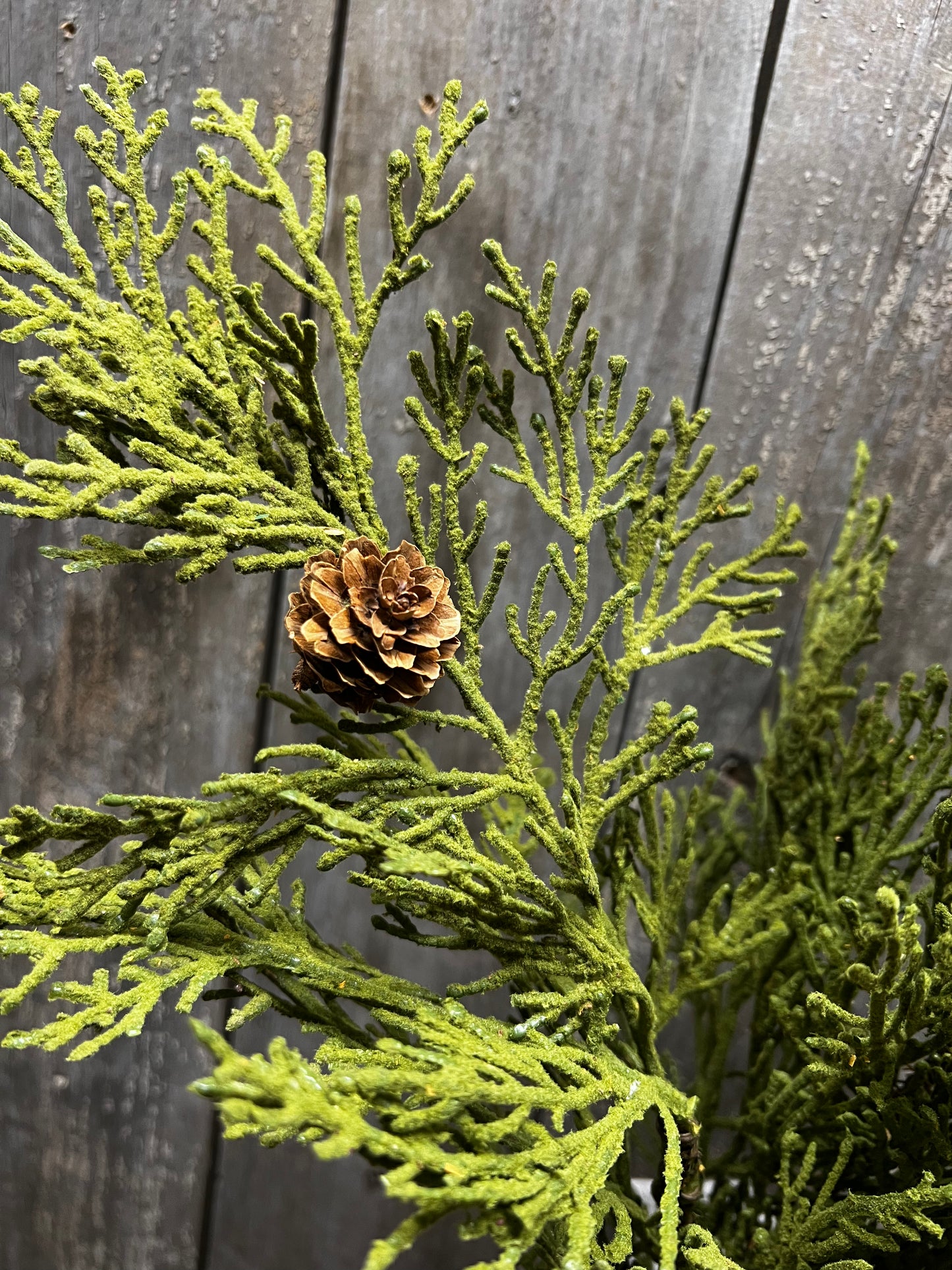 North Rim Hemlock, 22", BUSH