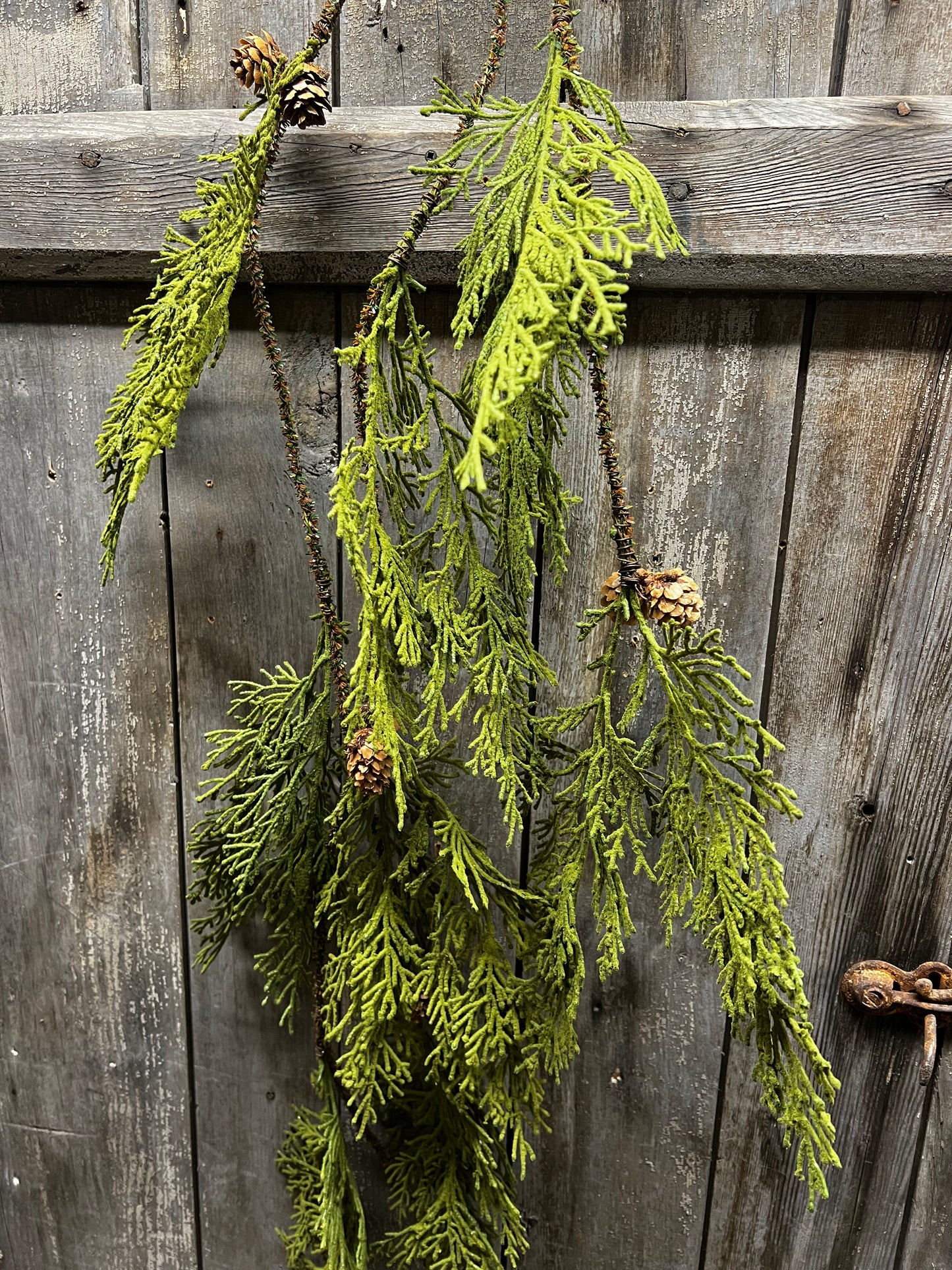 North Rim Hemlock, 48", VINE