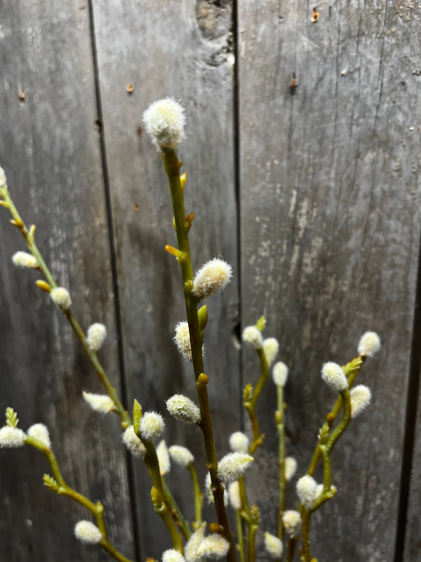 Bouquet, PUSSY WILLOW