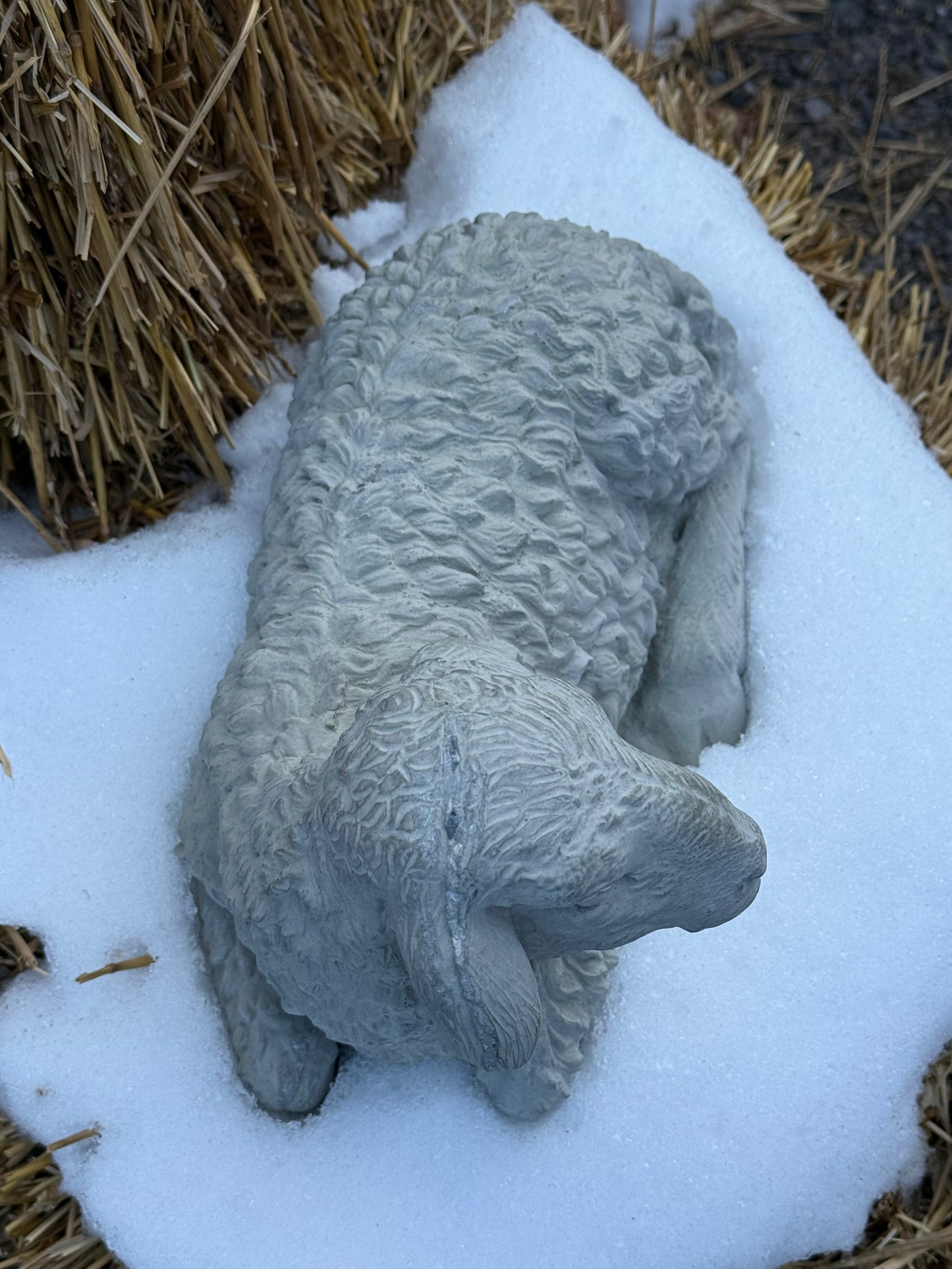 LAMB, Concrete….NO SHIPPING