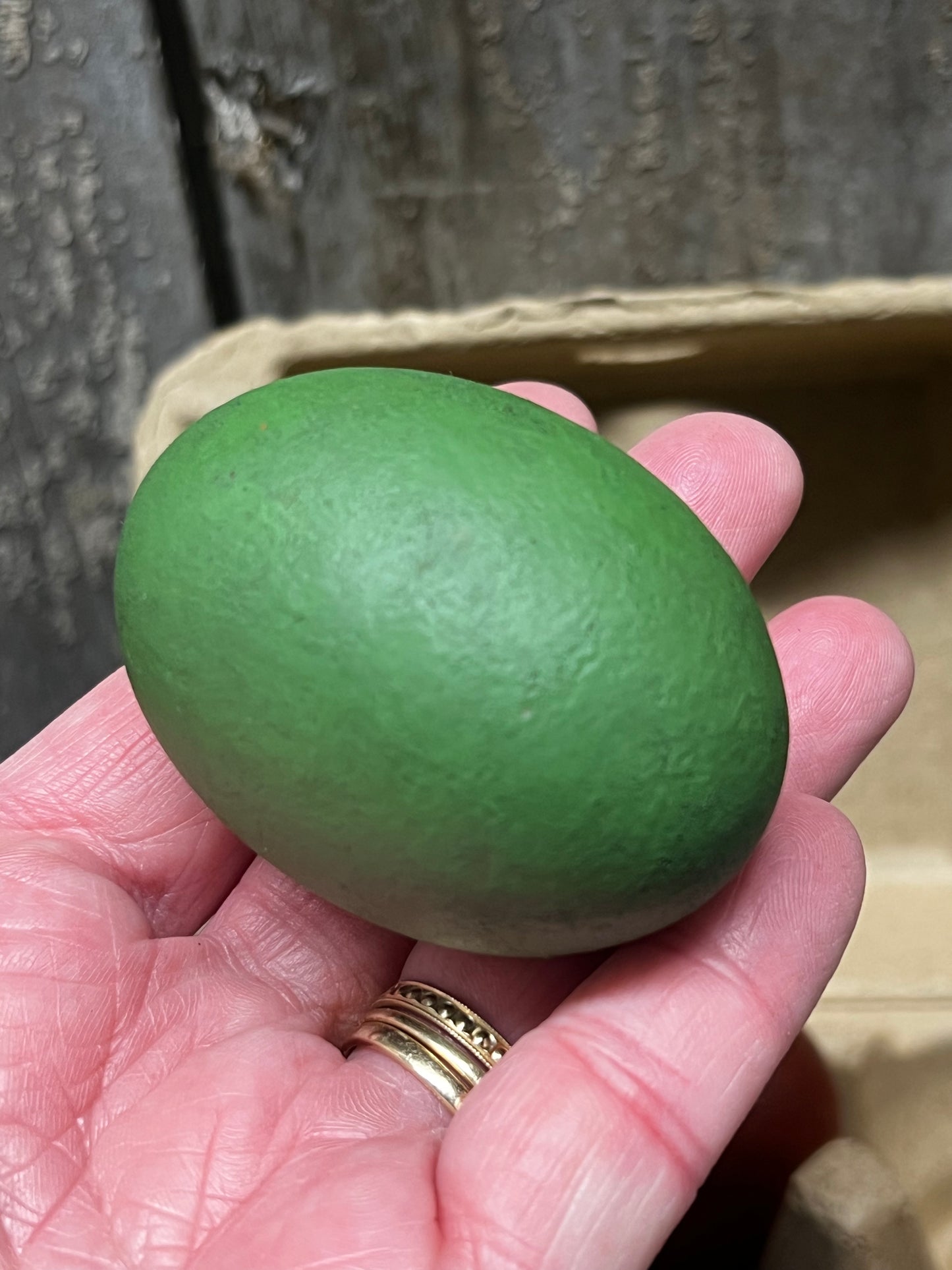 Wooden Eggs, Set/6, Grungy, COLORED